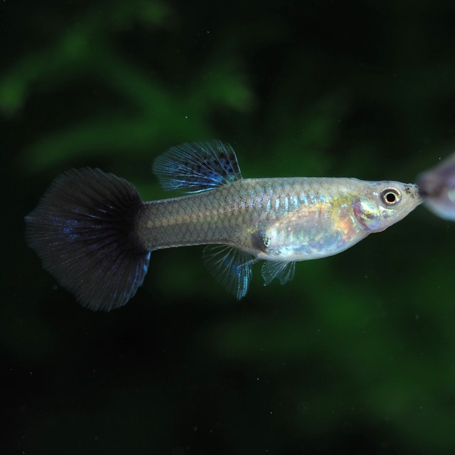 【現物】プラチナレッドドラゴン　若魚1ペア＋おまけ種親1ペア