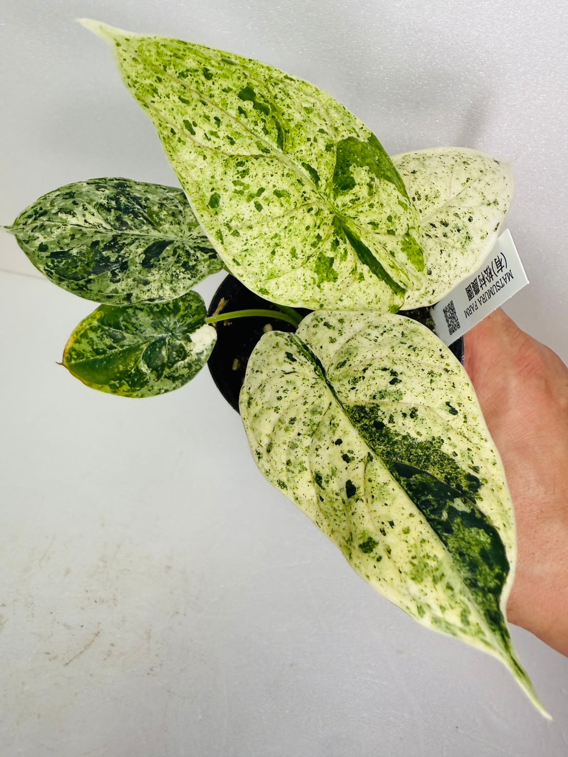 アロカシア・ドラゴンスケールミントバリエガータ 3号 | 観葉植物と