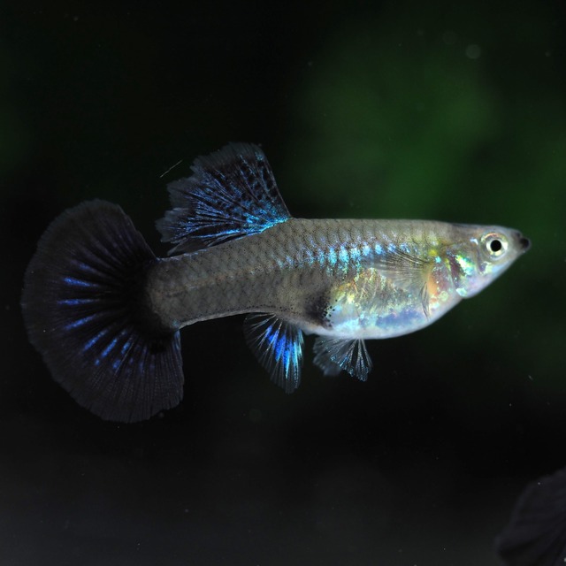 【セール】プラチナブルードラゴン(ソリッドタイプ)　2ペア