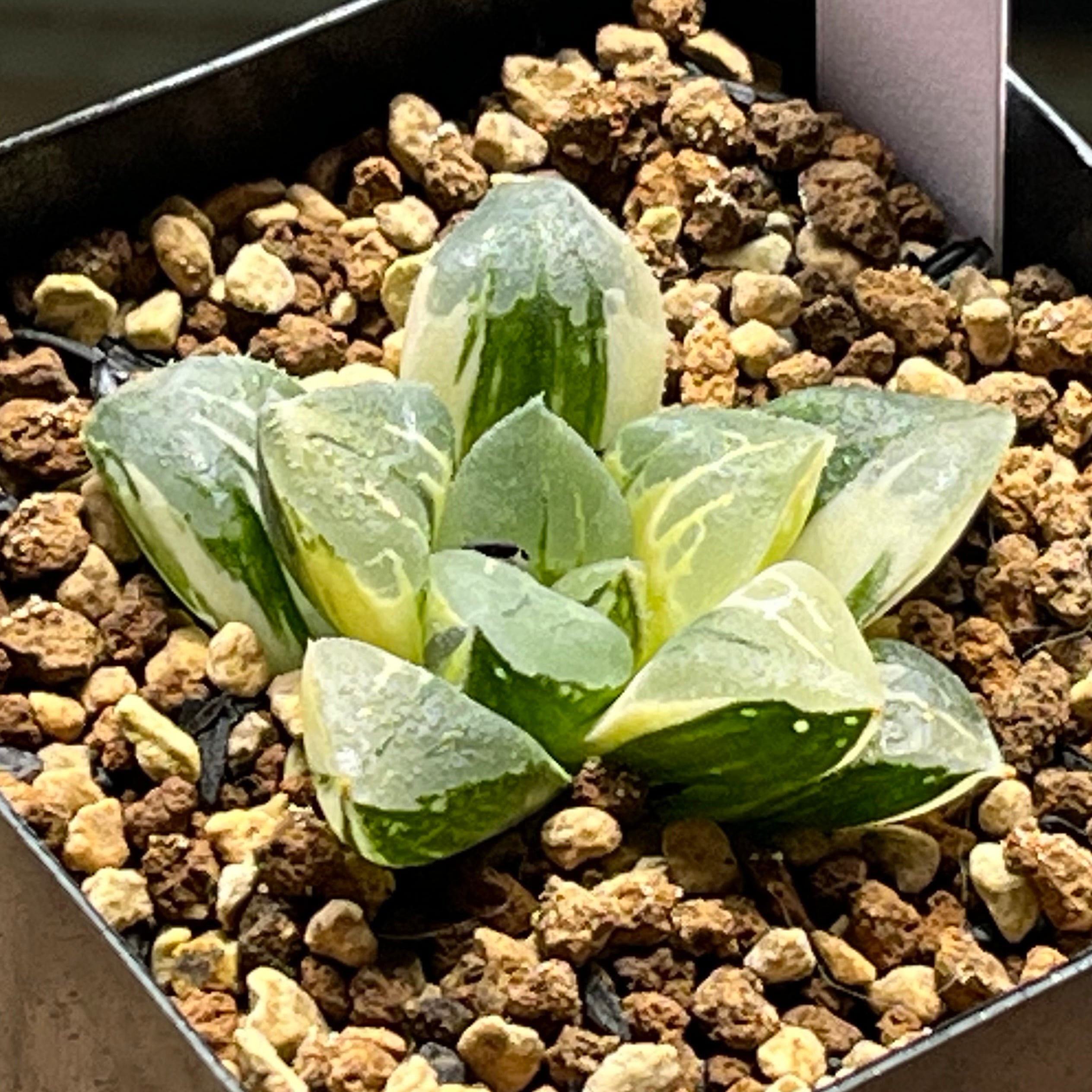 mocono_plants
