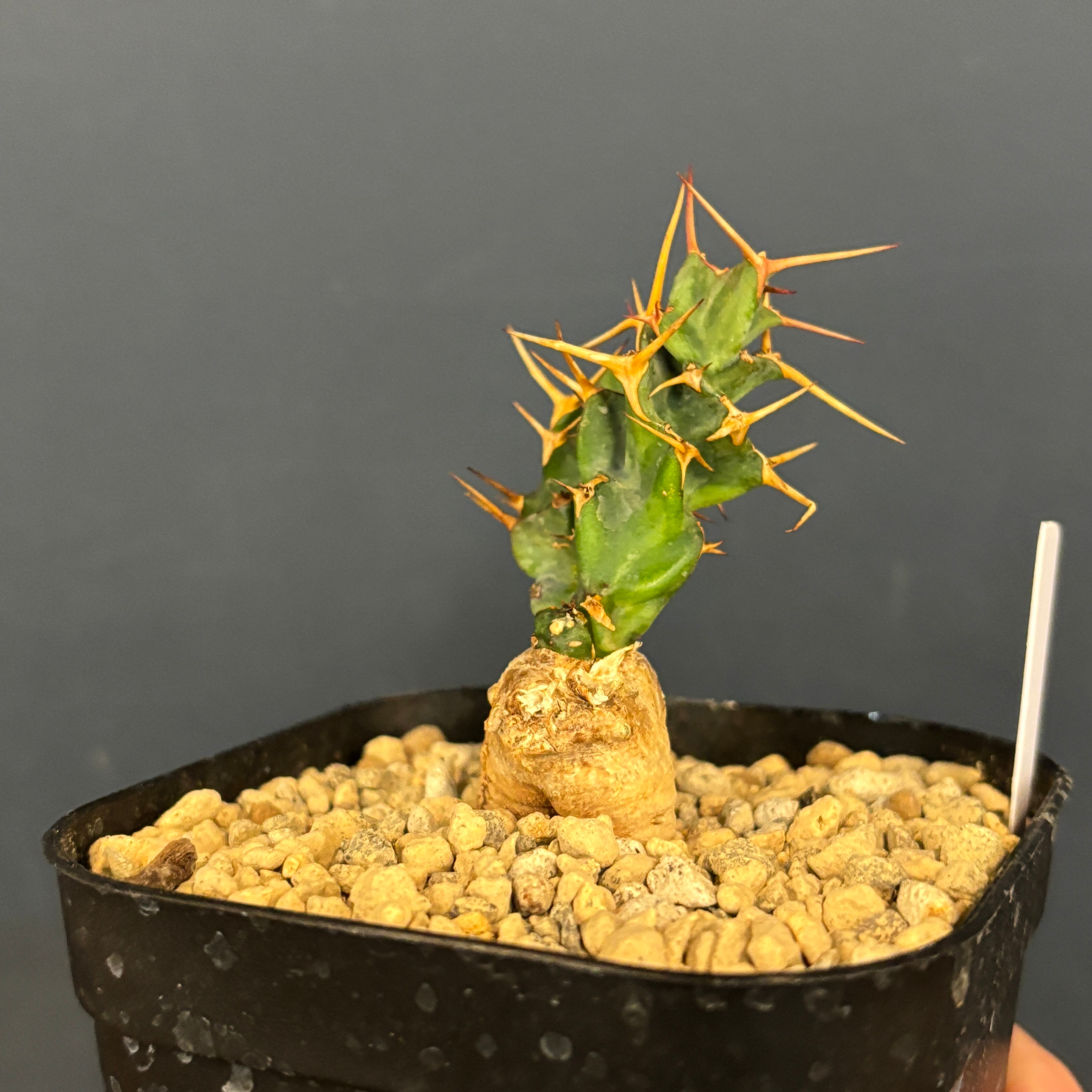 ユーフォルビア クラビゲラ カキコ ユーフォルビア クラビゲラ【383】 | PROTOLEAF プロトリーフ