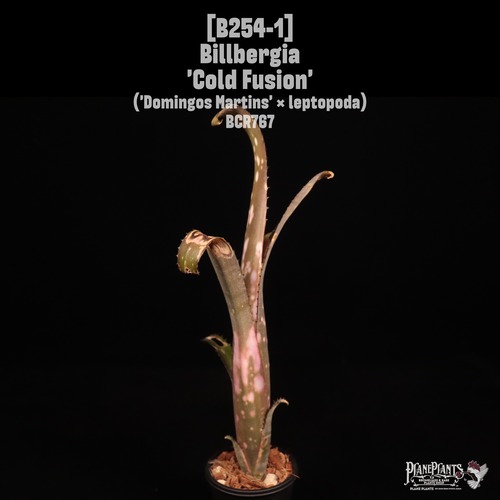 Billbergia 'Cold Fusion'〔ビルベルギア〕B254-1
