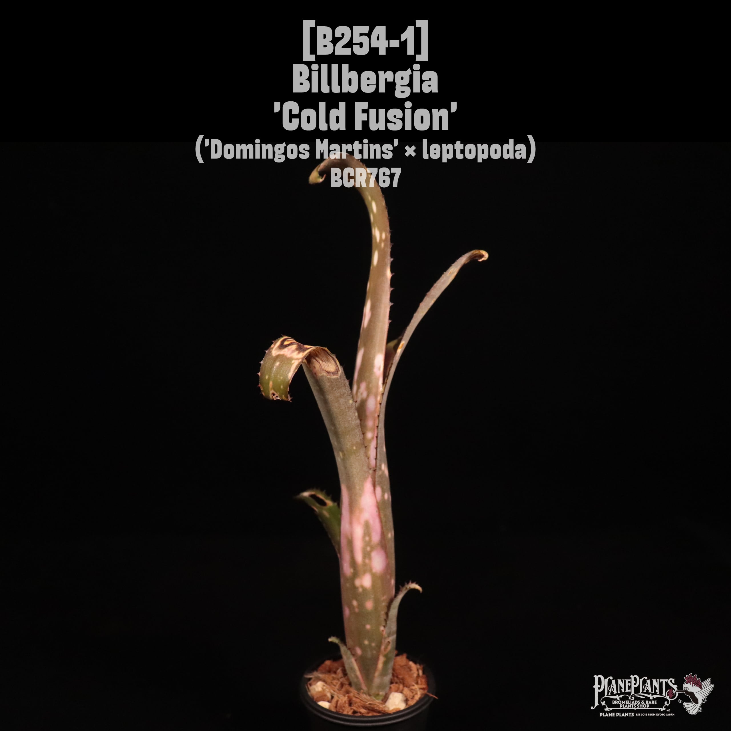Billbergia 'Cold Fusion'〔ビルベルギア〕B254-1