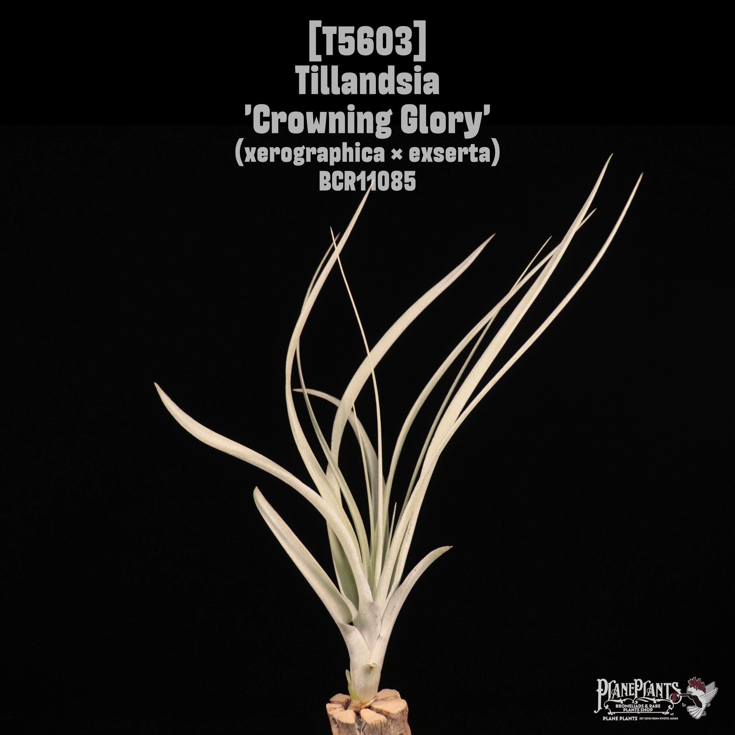 A B C | plane plants