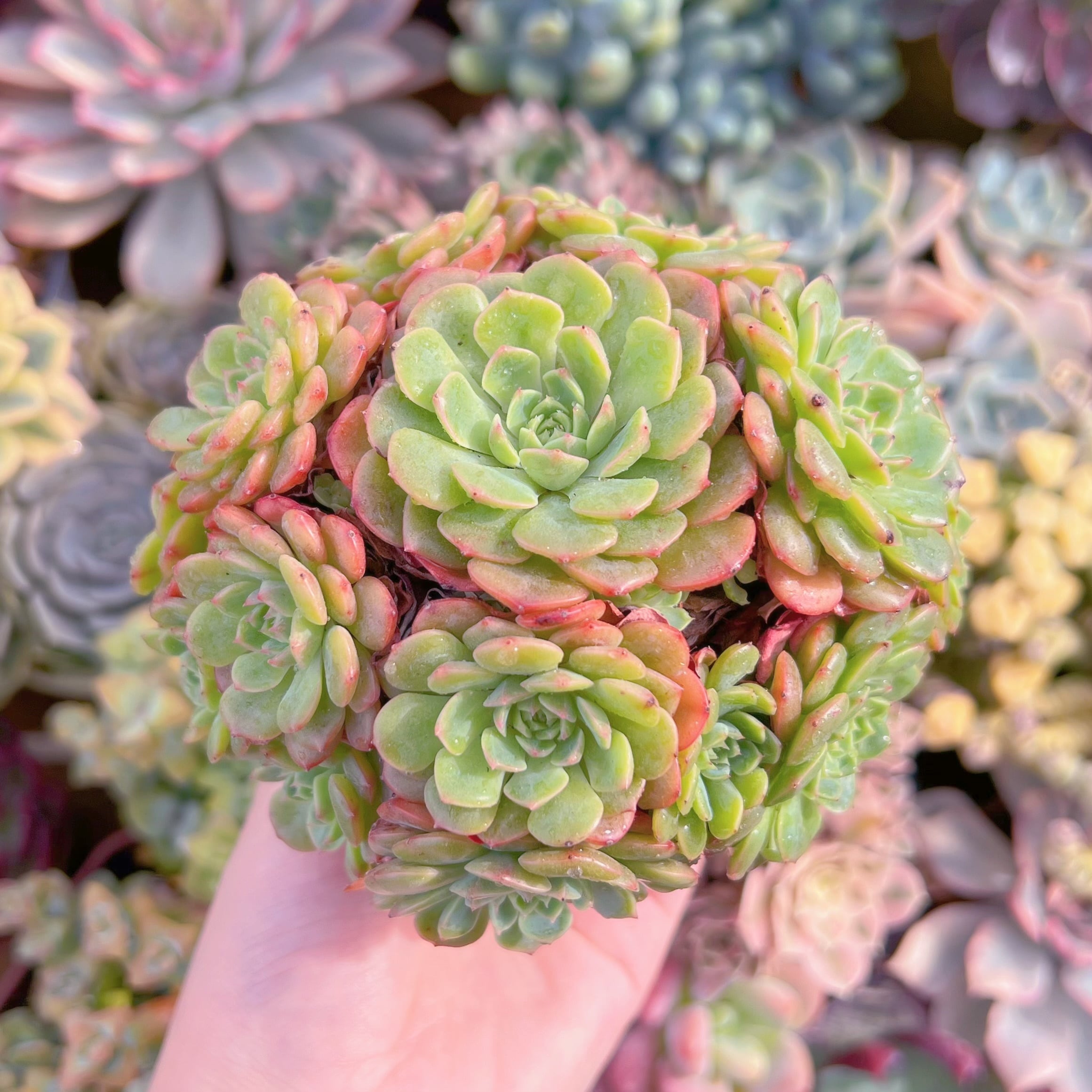 現品　ピンクバブル#603　大群生　るる農園