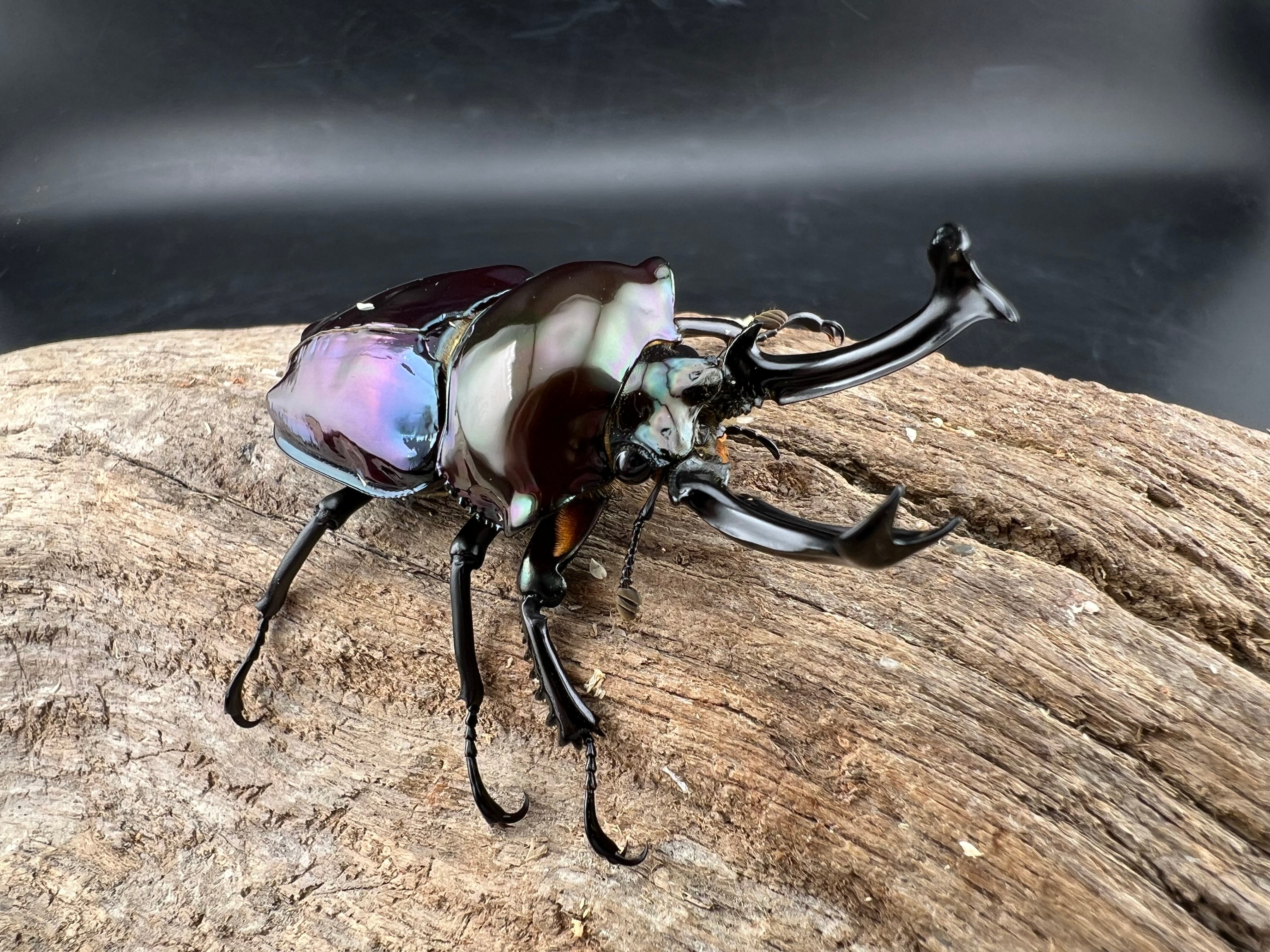 ブル−！※貴重種※極太短歯ニジイロクワガタ♂野外標本 ブル−！※貴重種