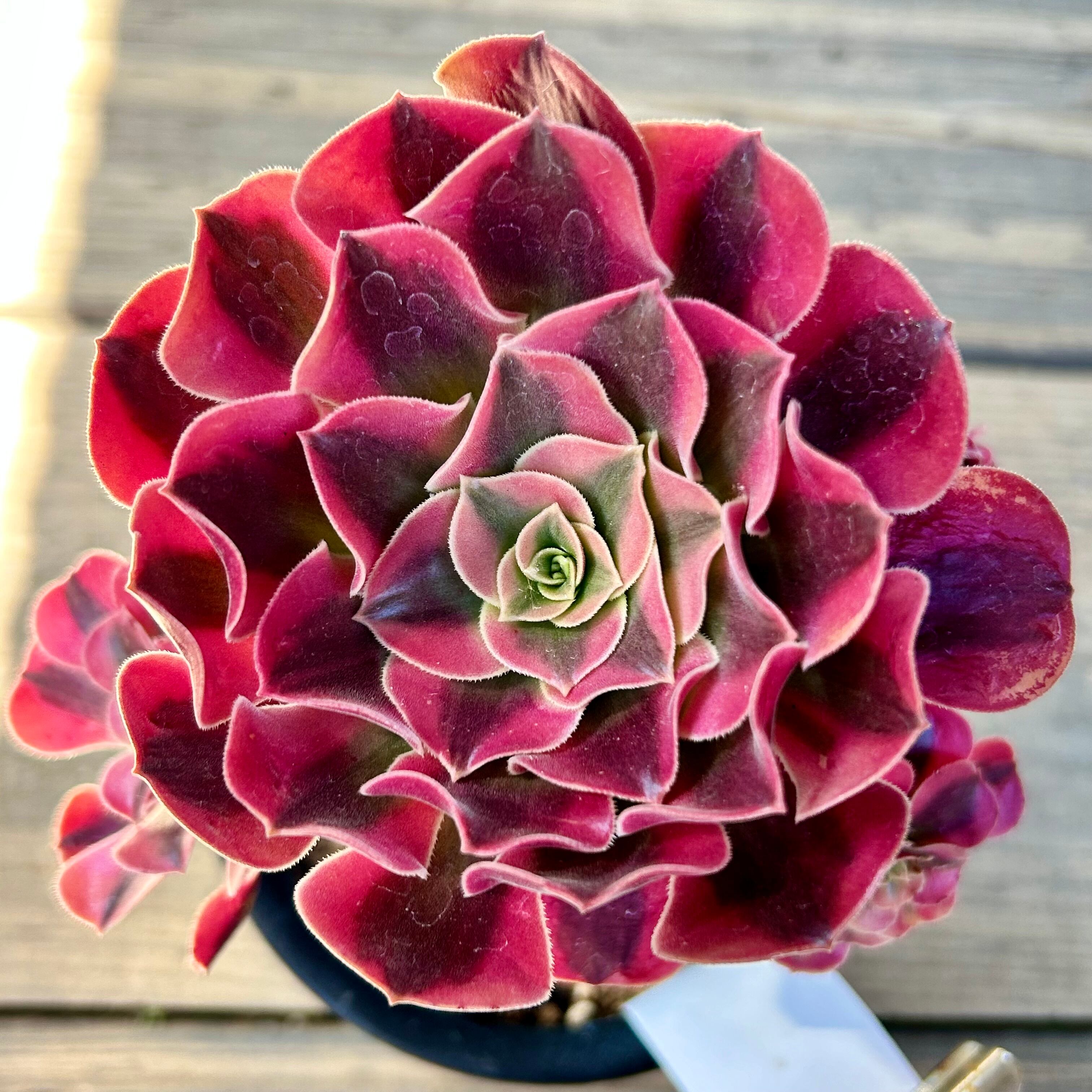 アエオニウム シンニア法師錦 【公式通販】