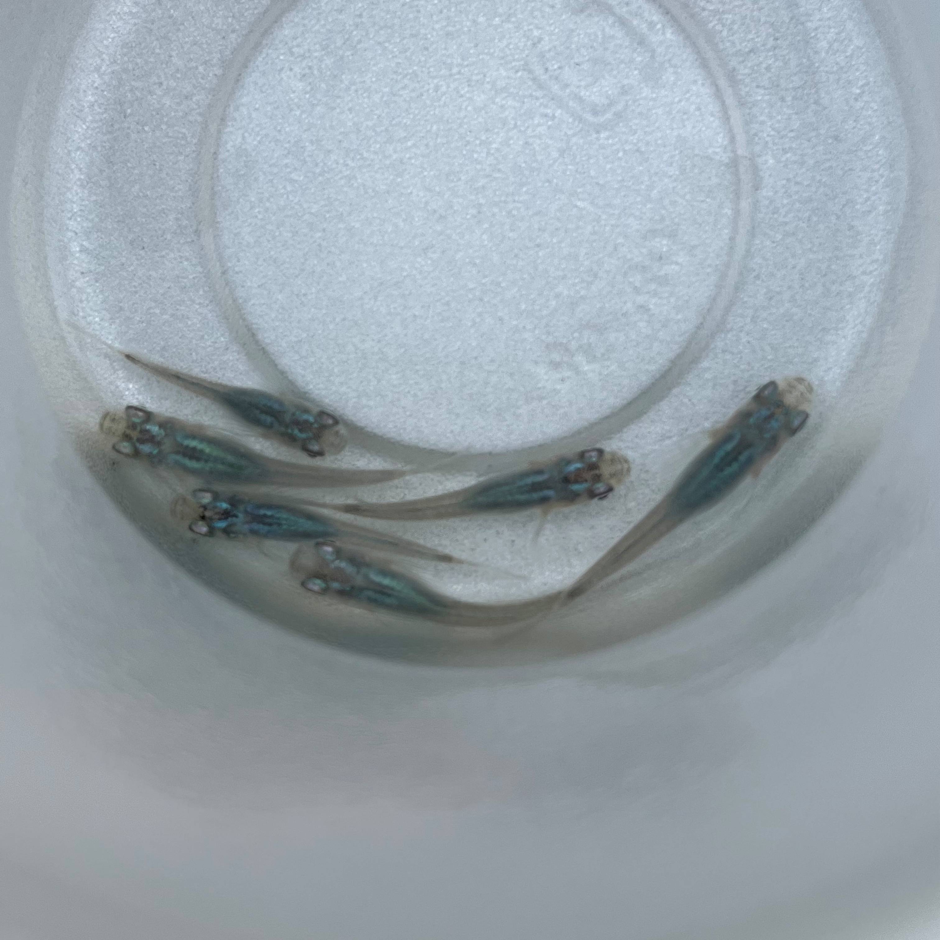 販売 深海メダカ 1匹 雌雄のご指定不可 Shipsctc Org