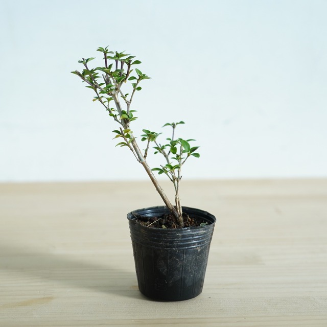 コウチョウギ　苔テラリウム作製用素材　◆テラリウム盆栽用