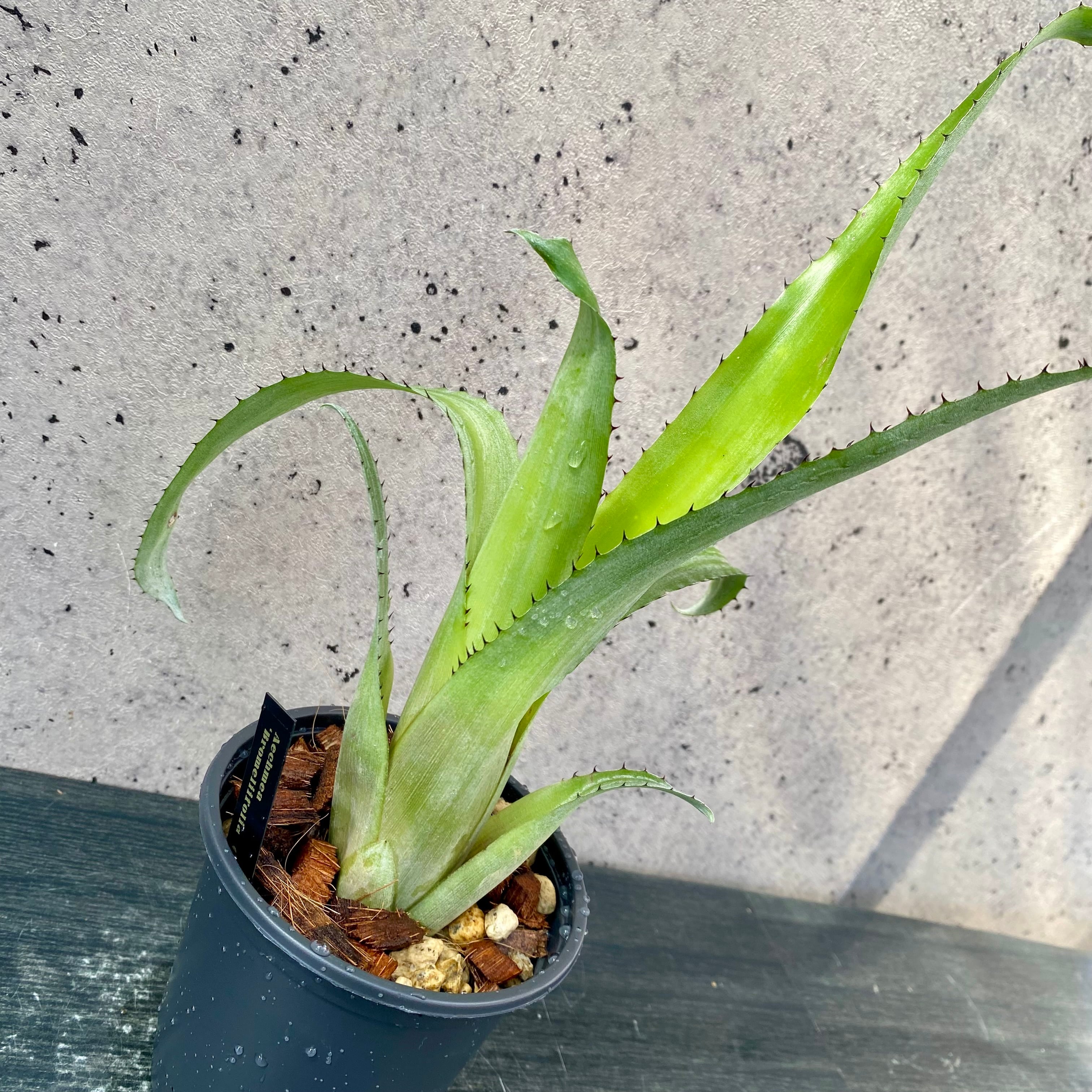マルプランツページ Planet Plants プラネットプランツ