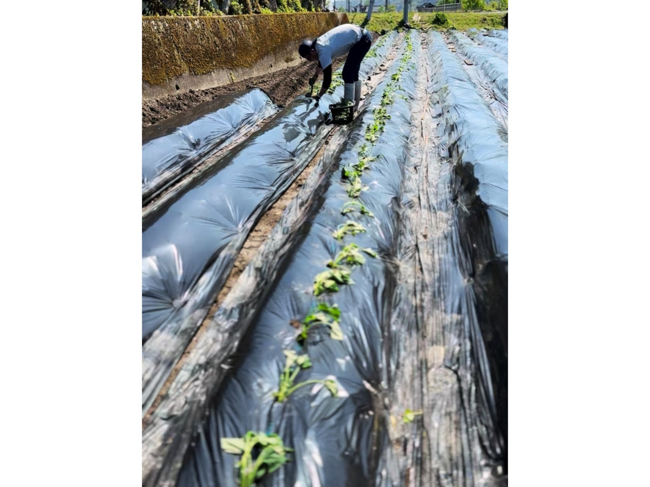 【第2弾】土付き採れたてシルクスイート5kg
