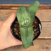 【クリアランス】ガステリア　荒磯臥牛【618】【再撮影】【▼】