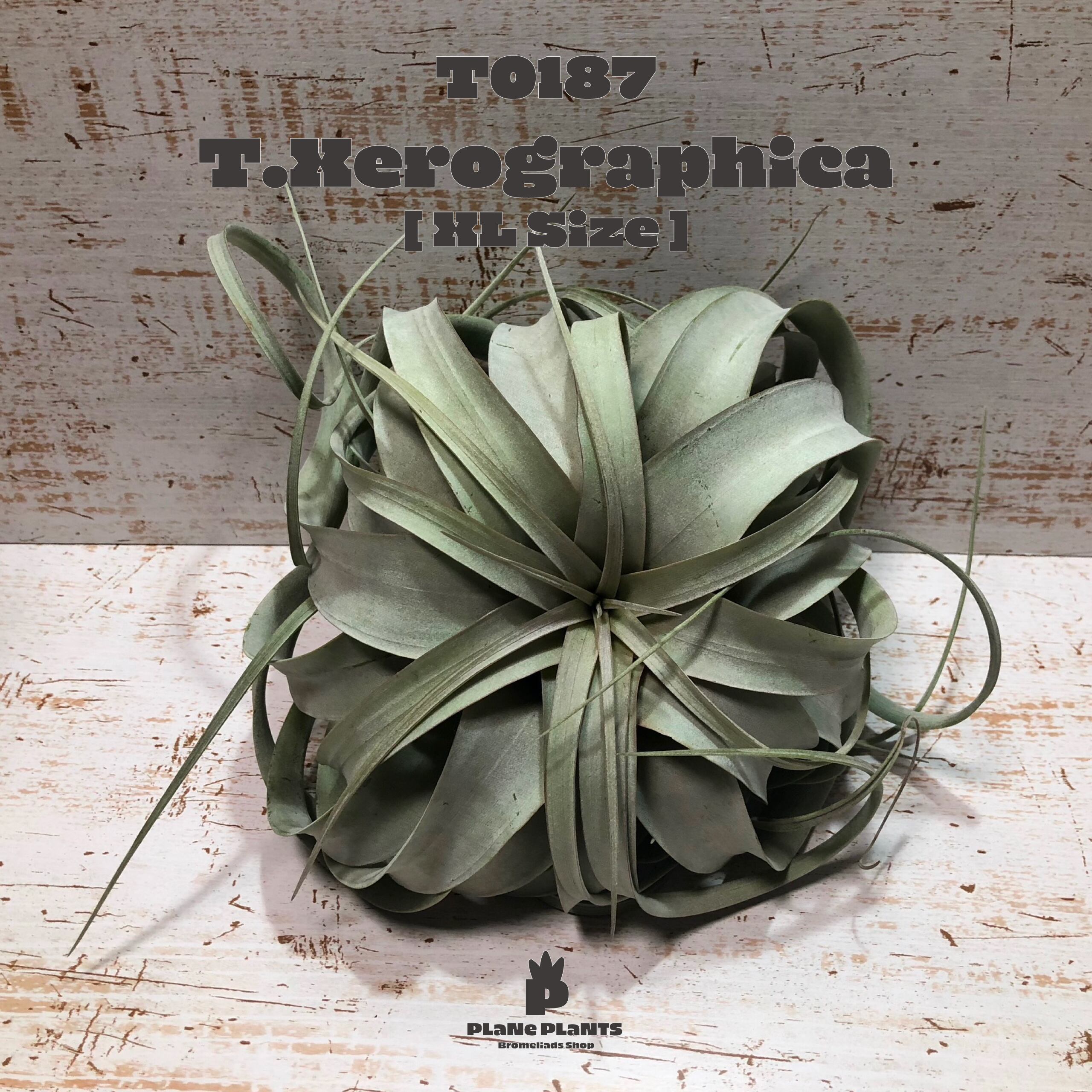 【送料無料】キセログラフィカXL〔エアプランツ〕現品発送T0187