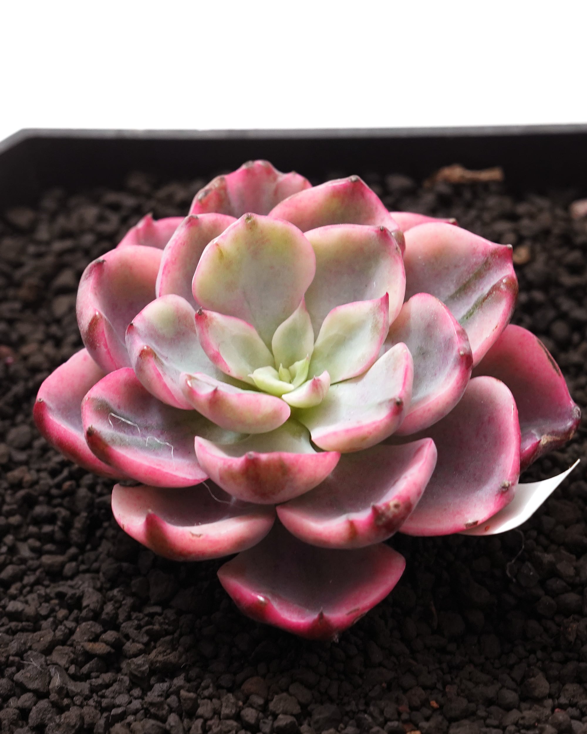 カット苗 レインドロップ錦 Echeveria 'Raindrops Variegated