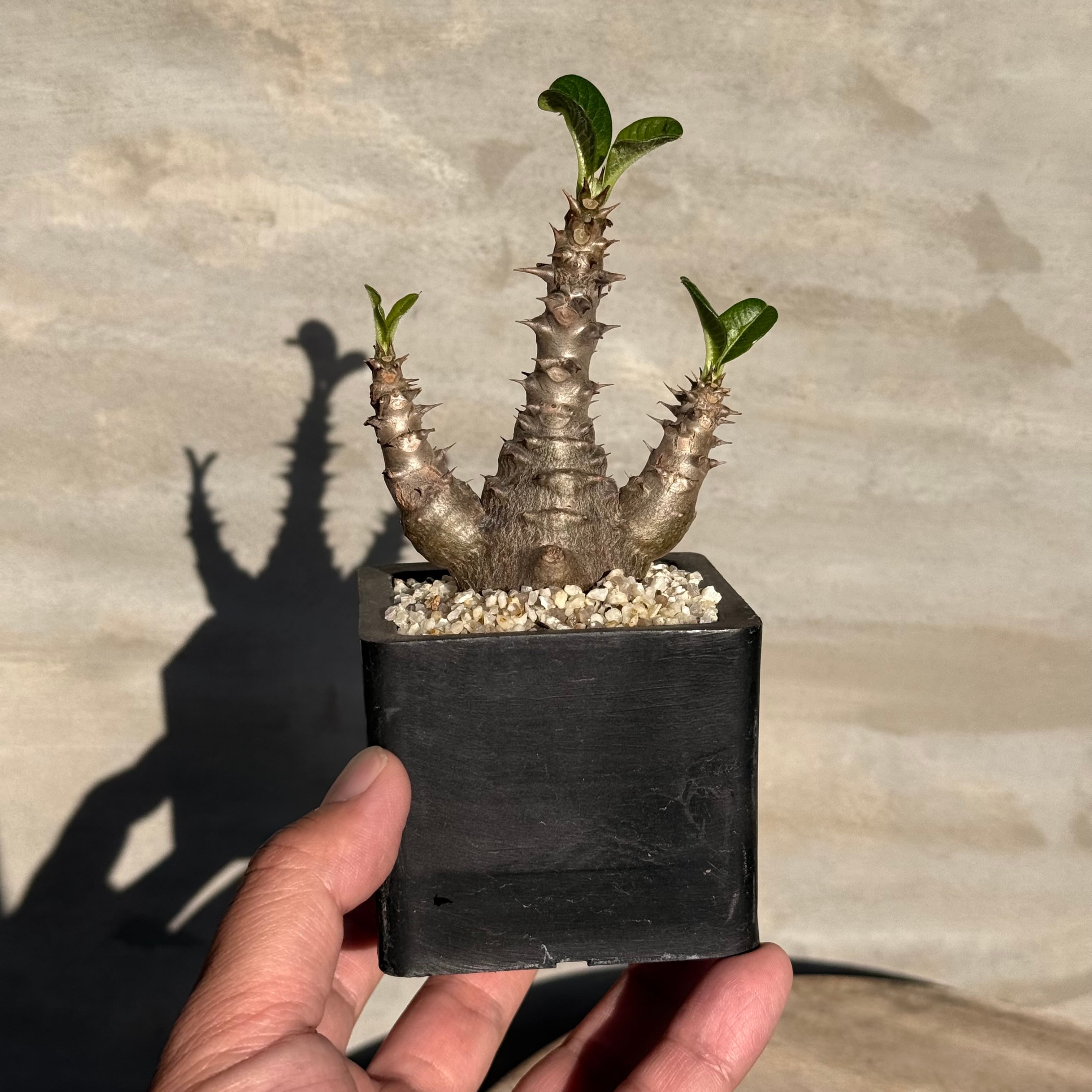 植物】パキホディウム ウィンゾリー 良型実生株 | A-PLANTS