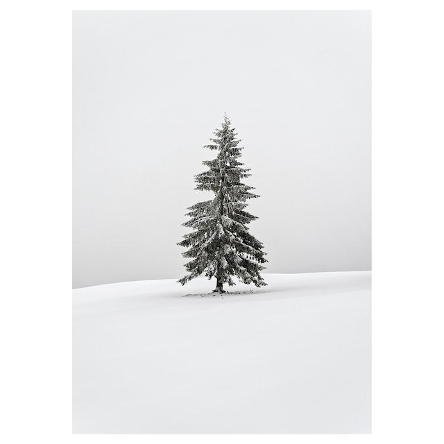 Snow tree.1