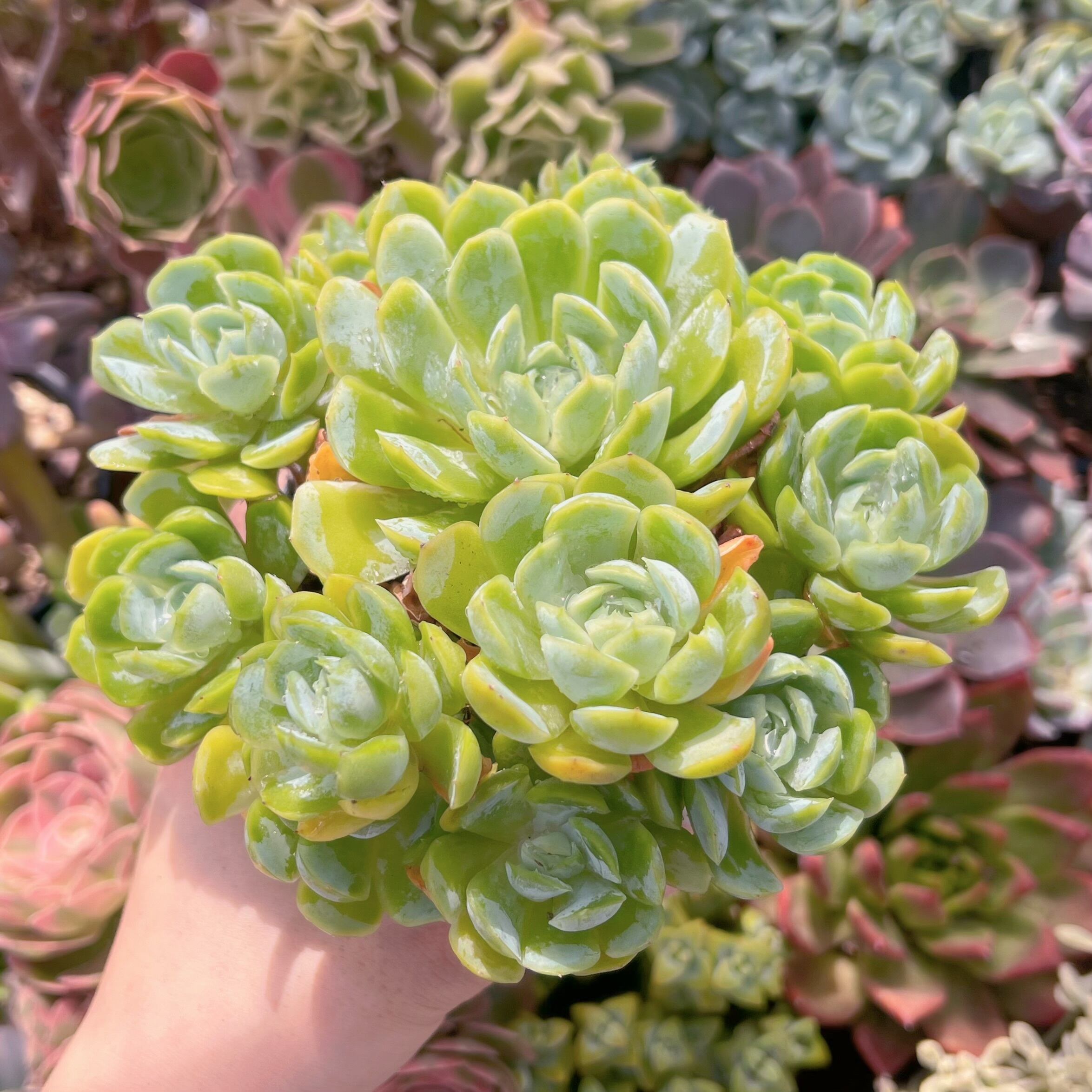 №7　ヘリクリヘッド　(クリーム　小) Amazon.com : CEELIKE 7.5% Hydroxyapatite Toothpaste – Strengthens