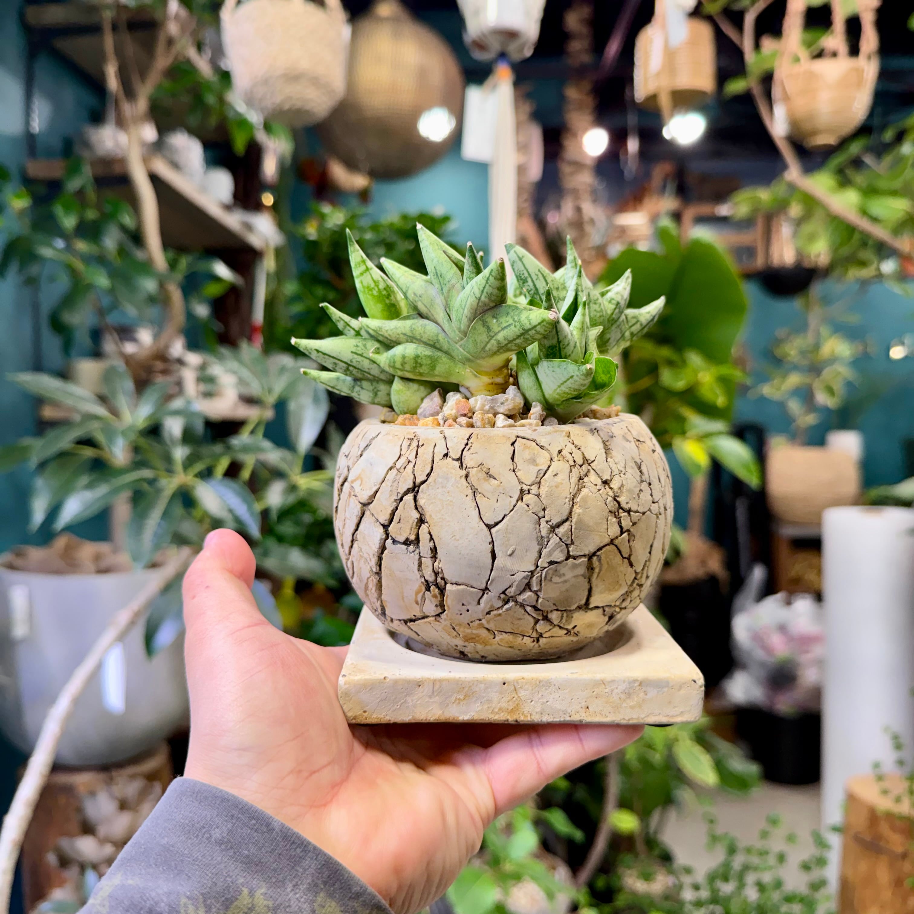サンスベリア・ベラ | barrelplants_BONSAI