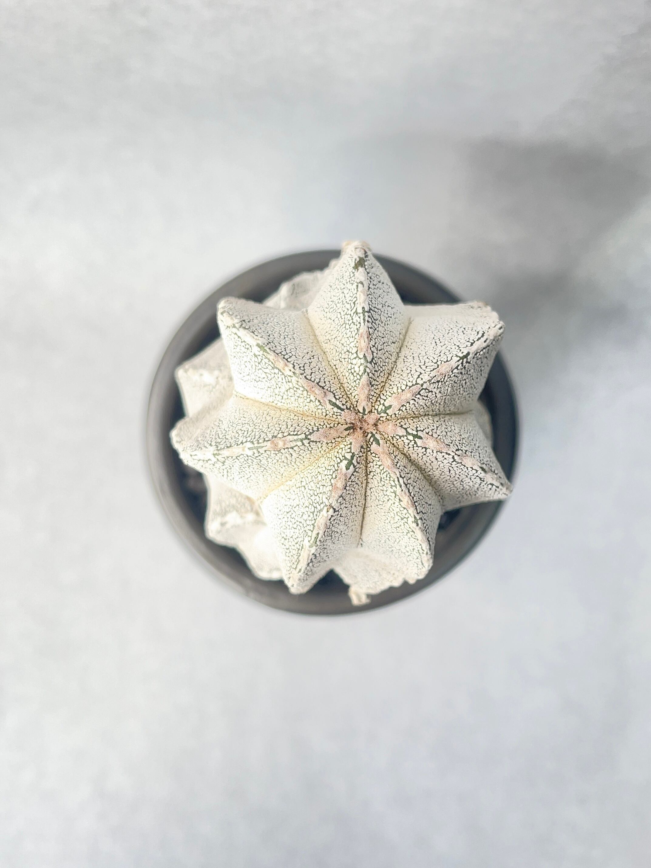 アストロフィツム・恩塚鸞鳳玉 | trigger