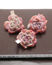 カット苗 オレンジモンロー ミニ株 Echeveria 'Orange Monroe'