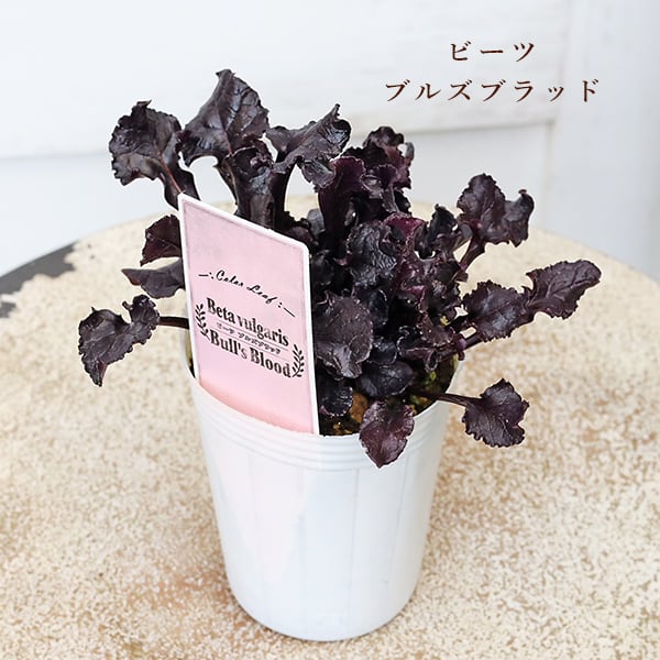 草花苗 カラーリーフ シリーズ アラビス プラチーナ カレックス