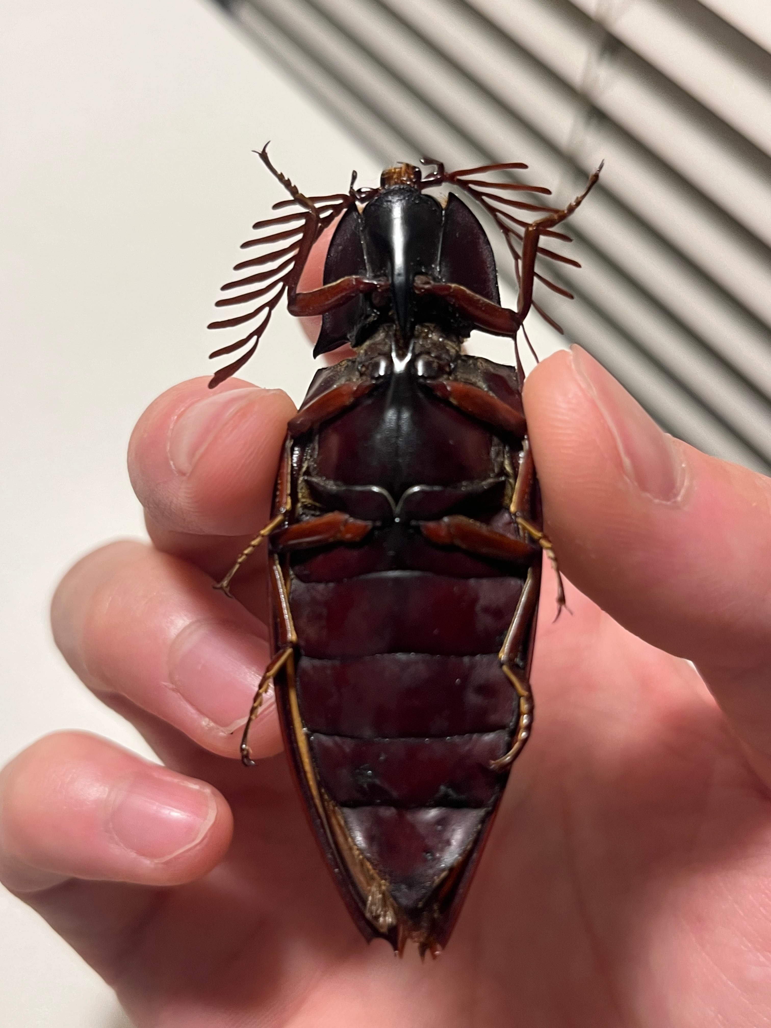 【米搗最大級】Oxynopterus sp.コメツキムシ 69mm ハムシ昆虫標 米搗最大級】Oxynopterus sp.コメツキムシ 69mm ハムシフンチュウ