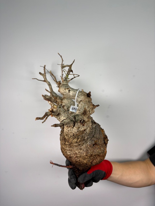 F147 現地発根株 オペルクリカリア パキプス 6/15 入荷 Operculicarya pachypus 塊根植物 現地球