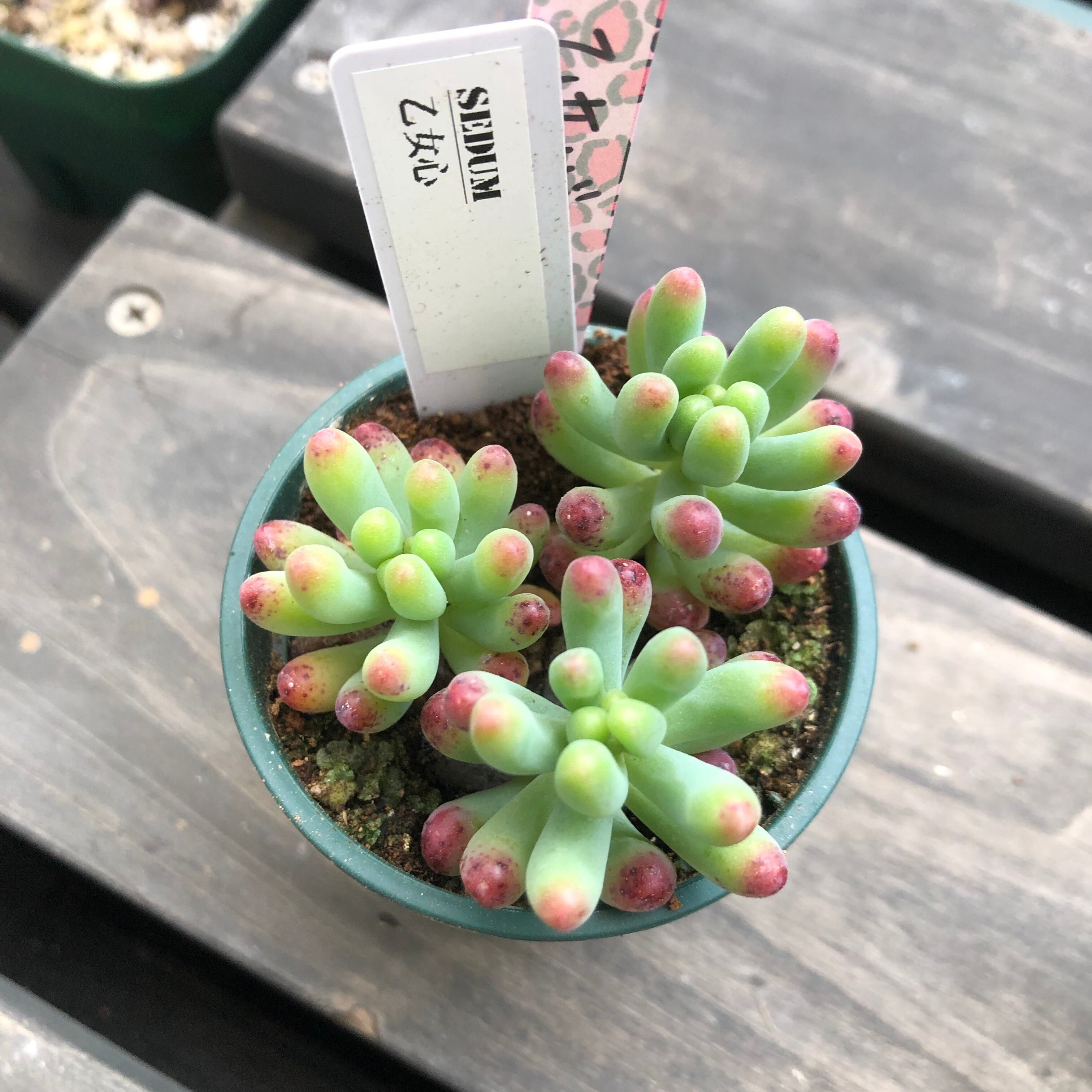 乙女心 S Sfarm セダム 多肉植物 Melty Works 多肉植物 と Dulton プランター のお店