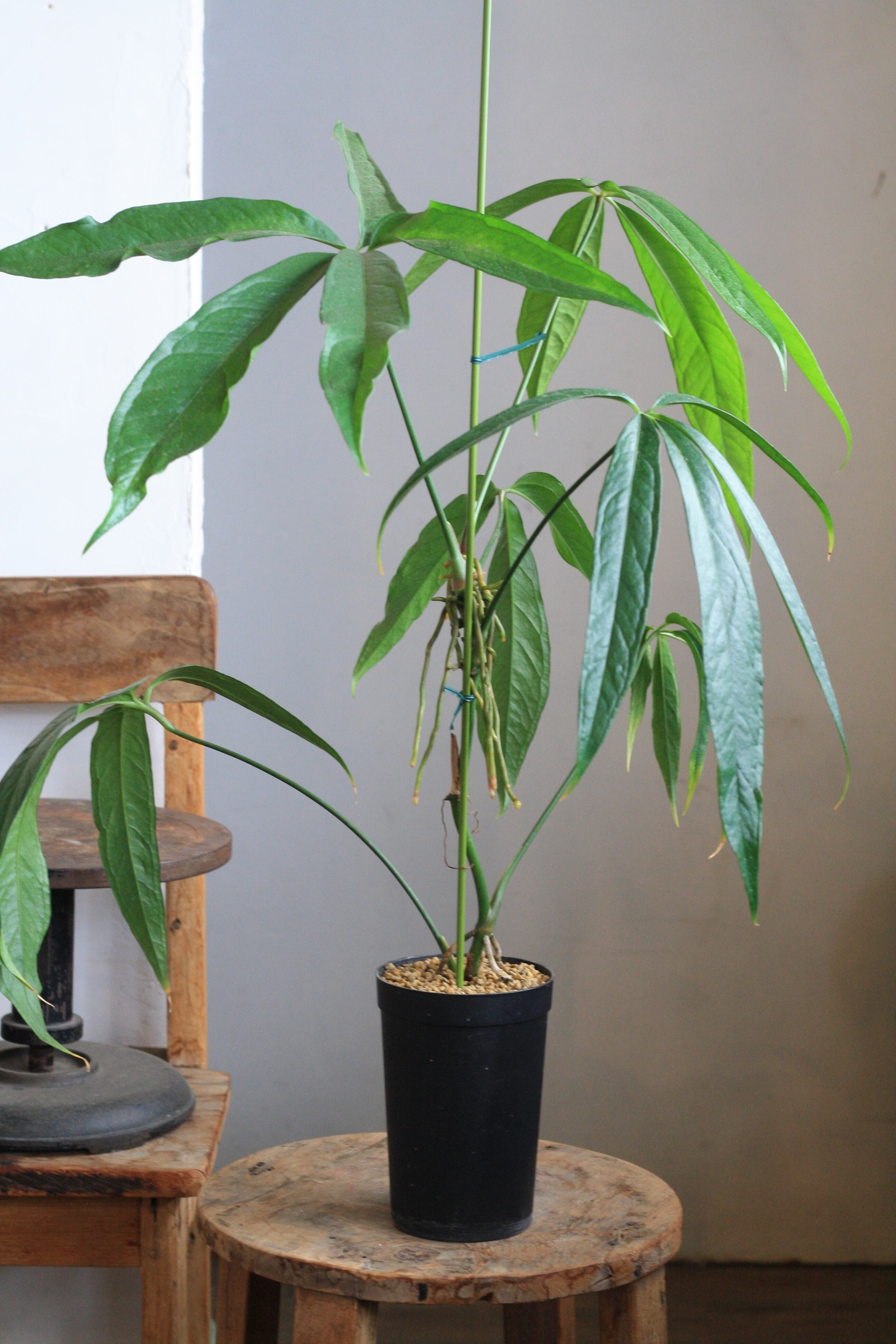 レアです！アンスリウム『クリスタリナム “サウスアメリカ”』 | Pay ID