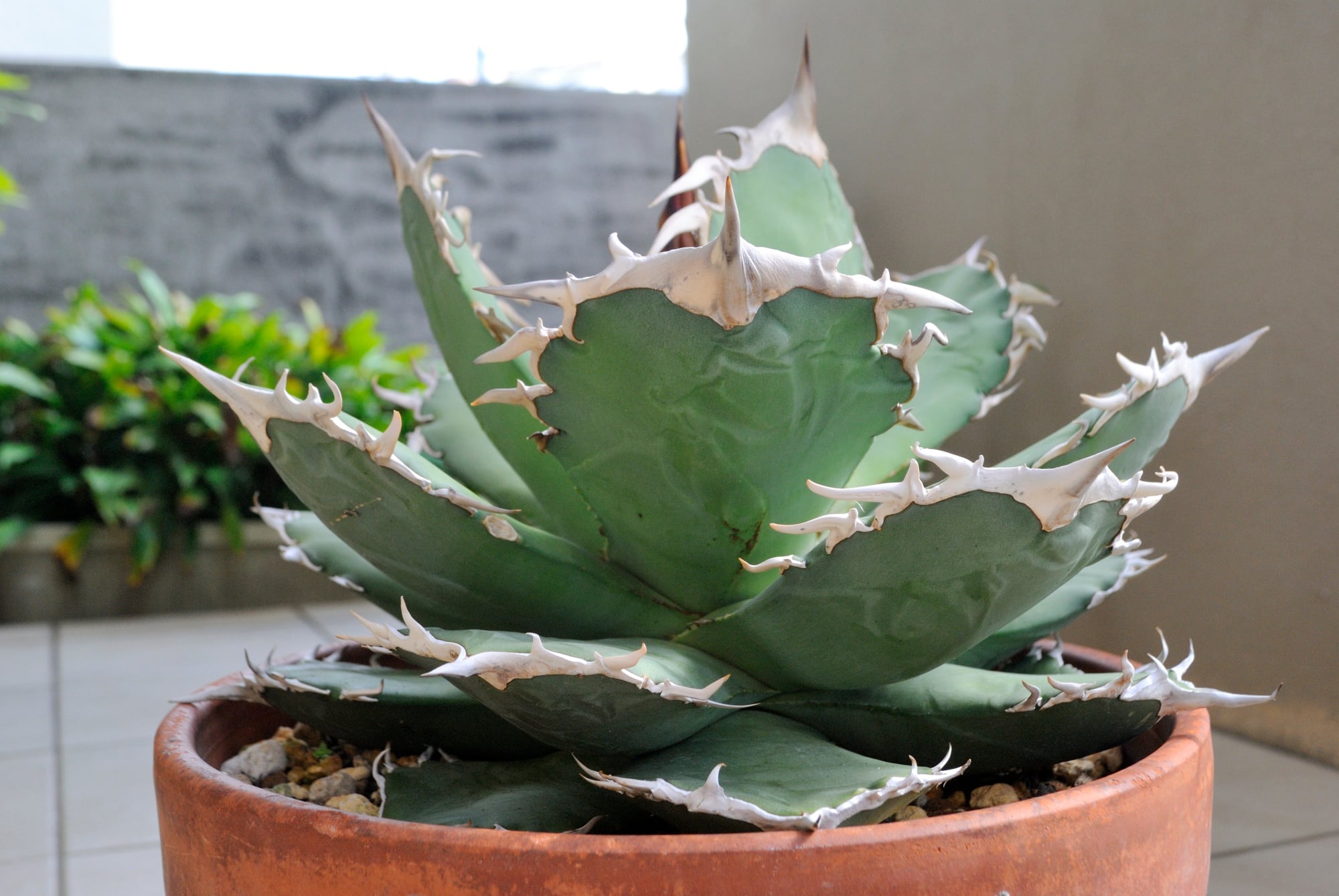 20個アガベチタノタFO-076‼️450*20 らくらく便‼️ 20個アガベチタノタFO-