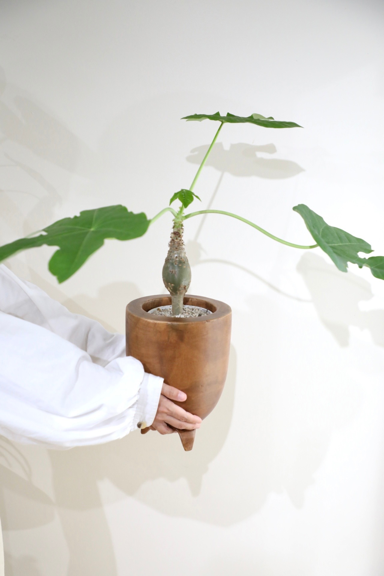 【M】ヤトロファ  サンゴアブラキリ/Jatropha ※ウッド鉢カバー付き