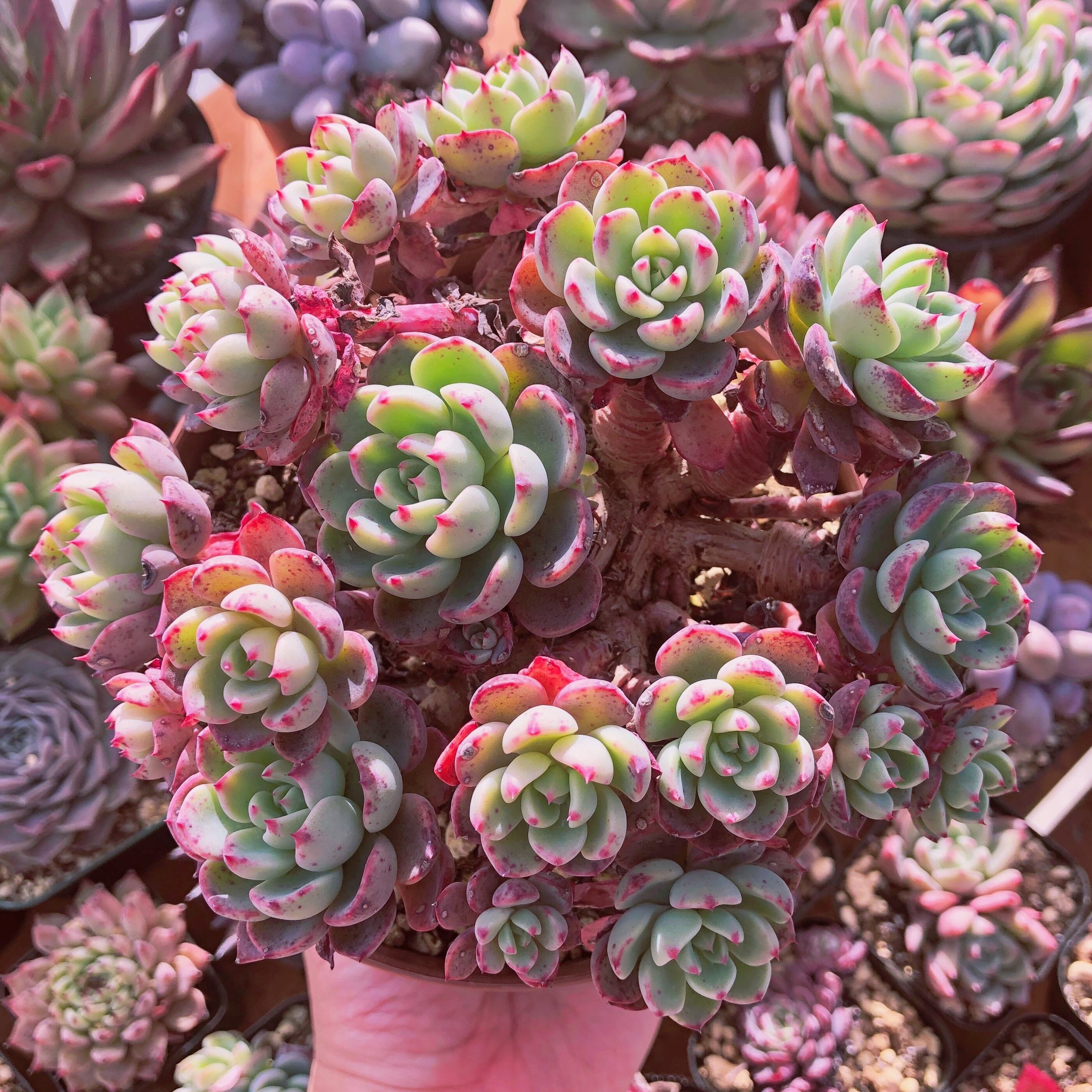 多肉植物　nanafukumini 特大群生　抜き苗