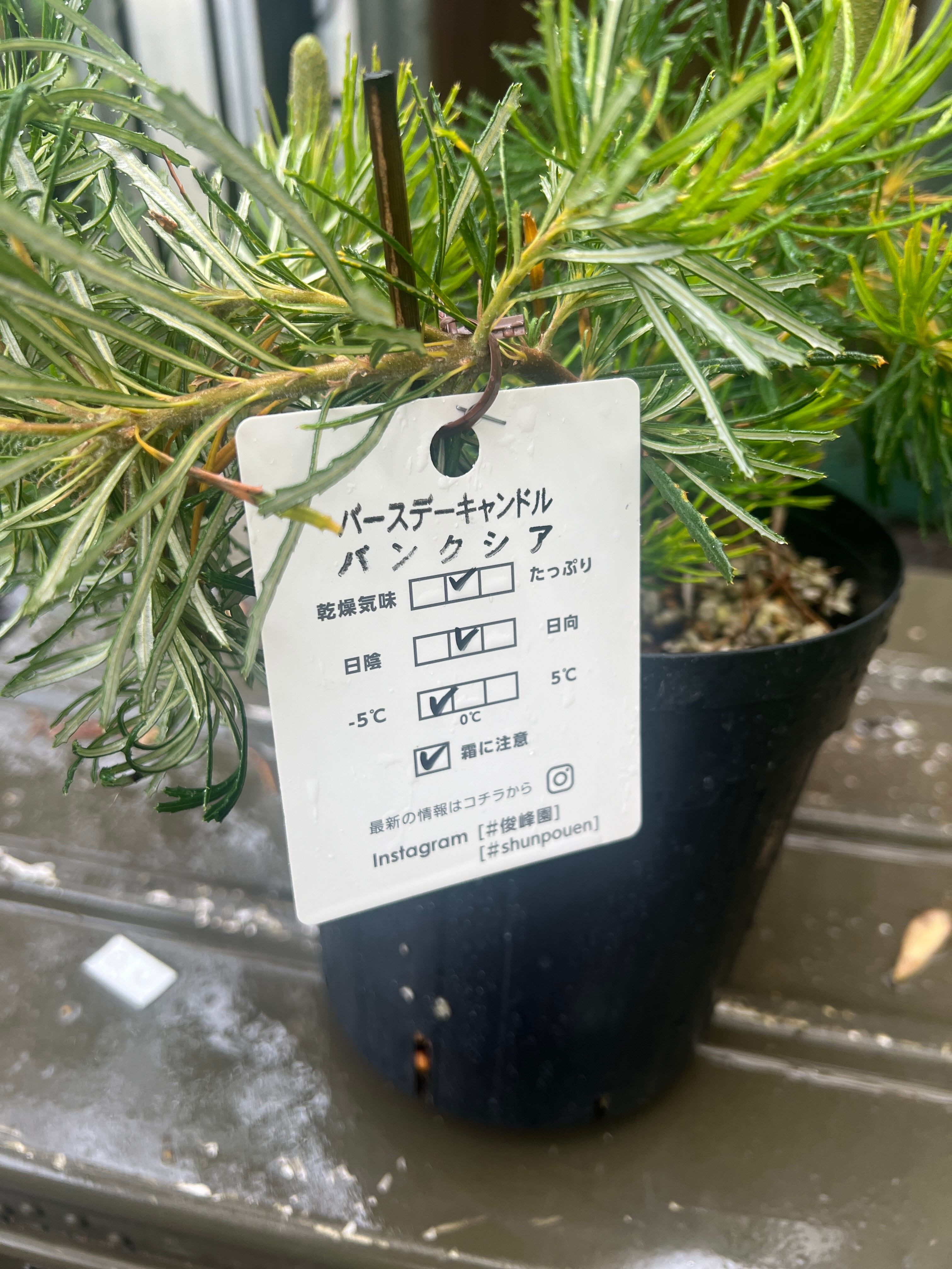 花芽付き バンクシア バースデーキャンドル 2 バンクシア バースデーキャンドル | 沼ノ上農園