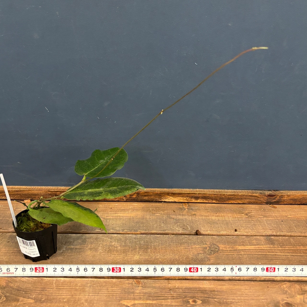 ホヤ versteegii【348】