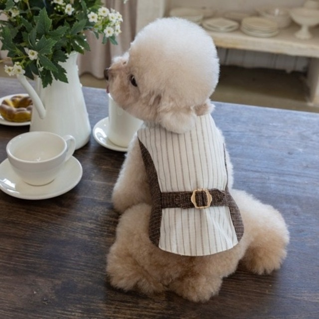 gentleman vest