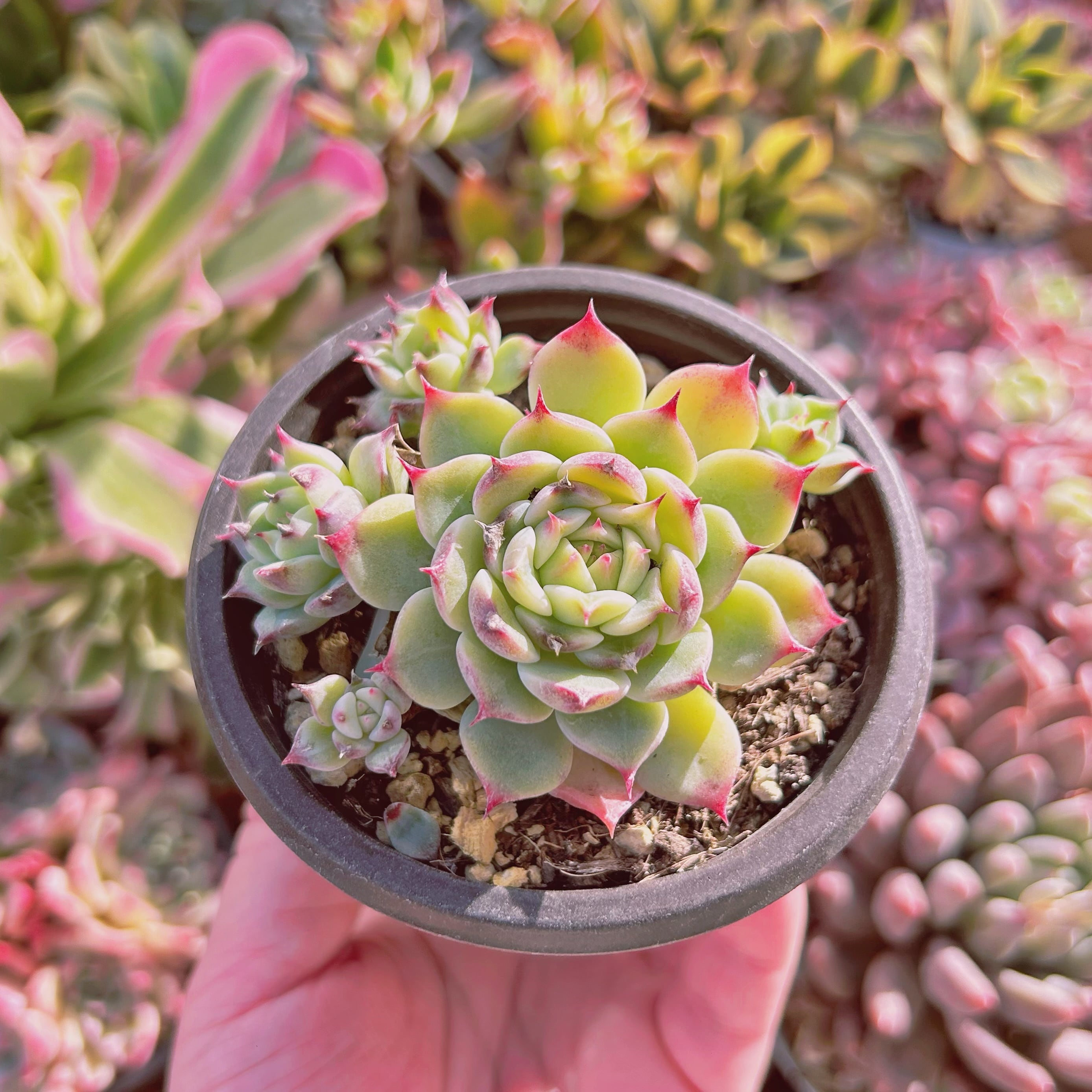 現物 多肉植物 ブルーアイ 抜き苗 | るる農園~多肉植物専門