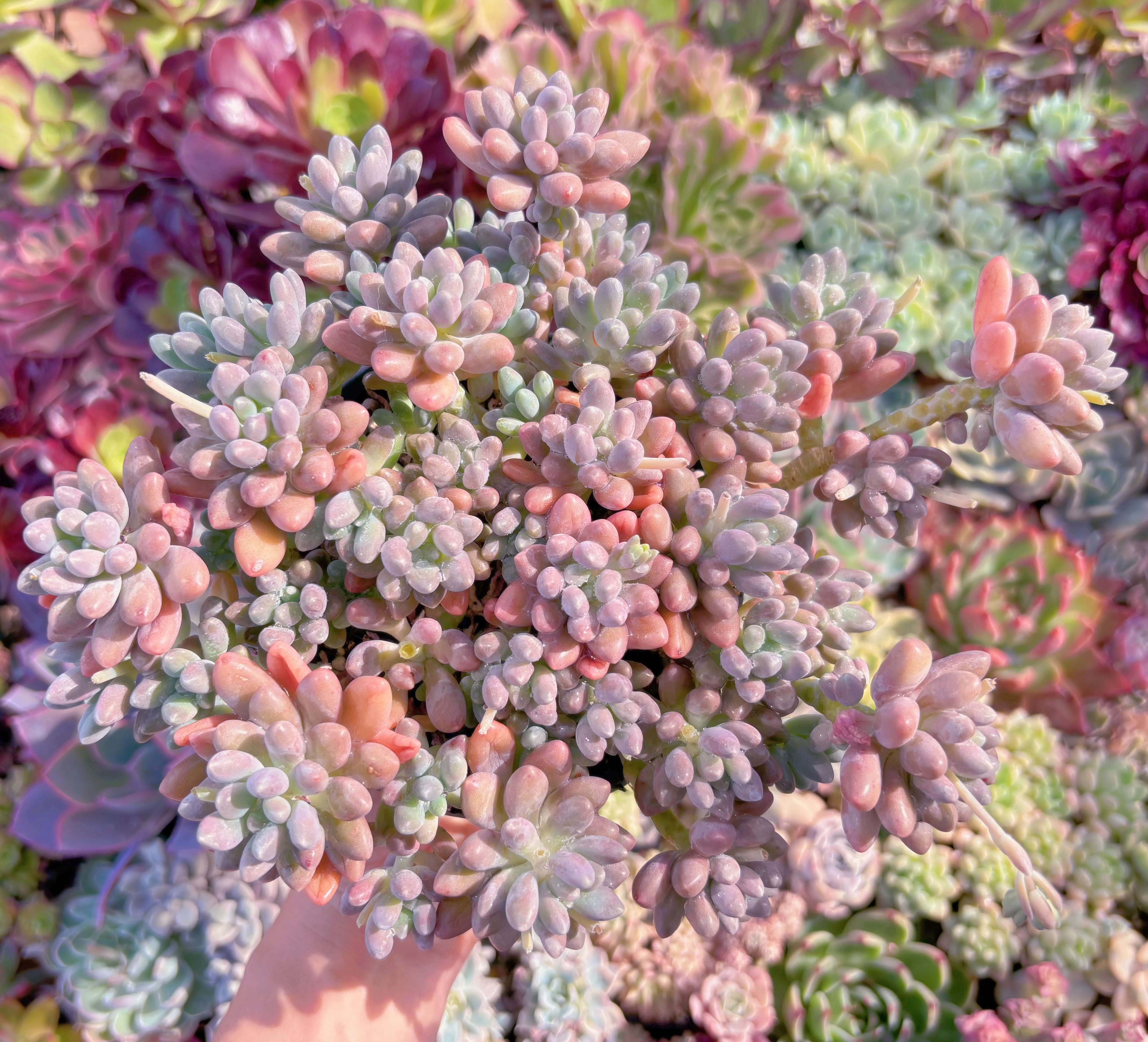 現品　エクスパトリマータxクレムネリア#036　特大群生　るる農園