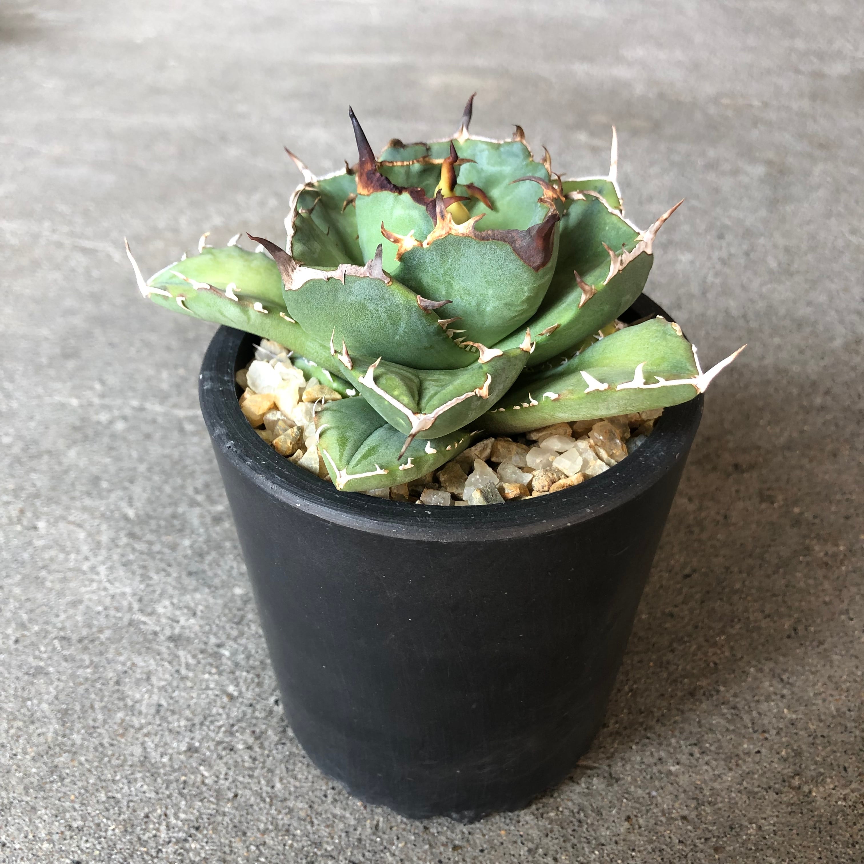 アガベ チタノタ FO76 コンパクタ Agave titanota FO76 compacta