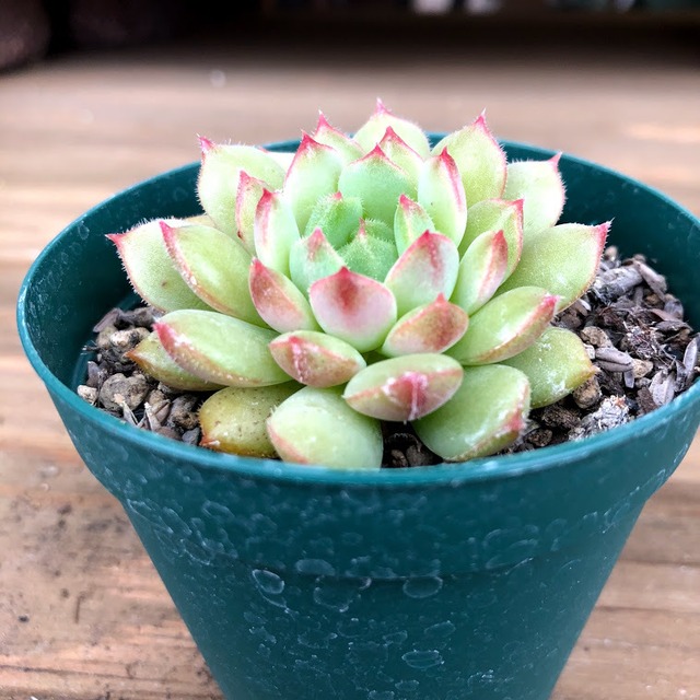 新花乙女 Echeveria Dondo