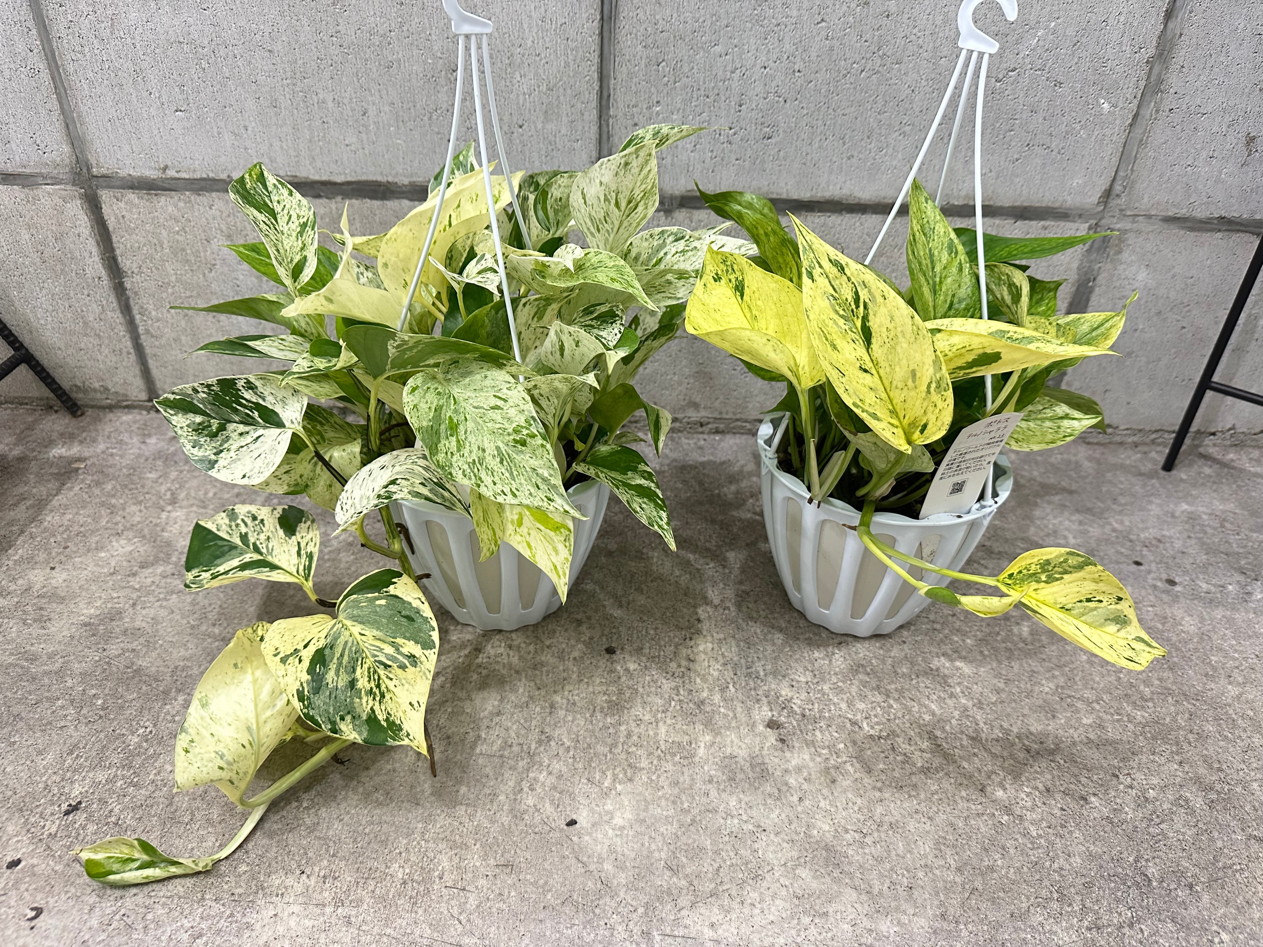 お客様専用】ポトス テルノ シャララ キャスト | Petitluxe