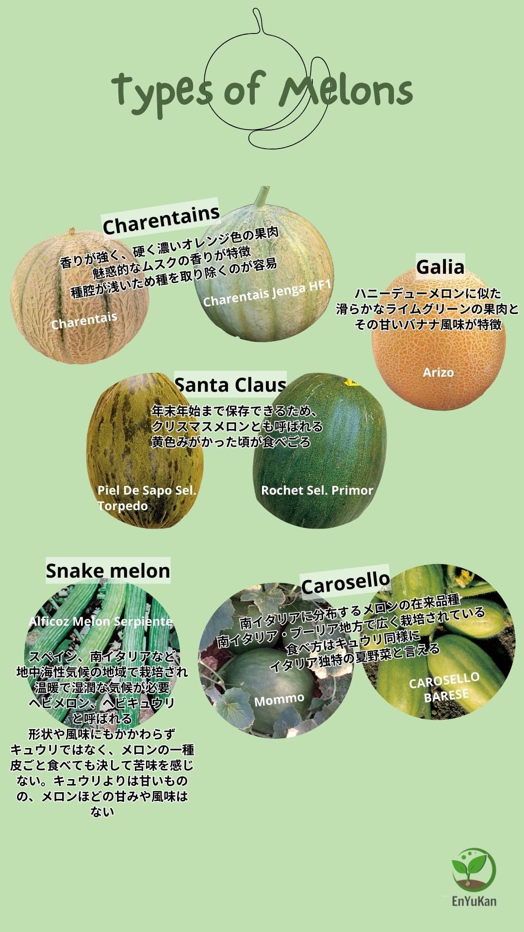 スパニッシュメロン・Piel De Sapo Sel. Torpedo(固定種)【6g=約180粒