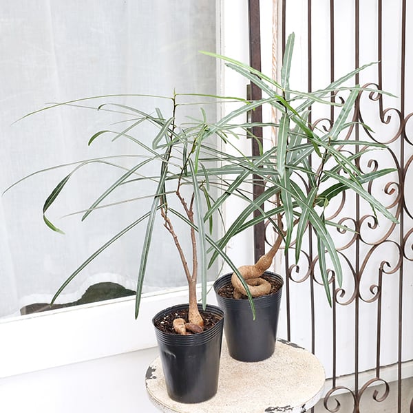 観葉植物 ブラキキトン 195cm ボトルツリー ブラキキトン アケリフォリウス おしゃれな観葉植物