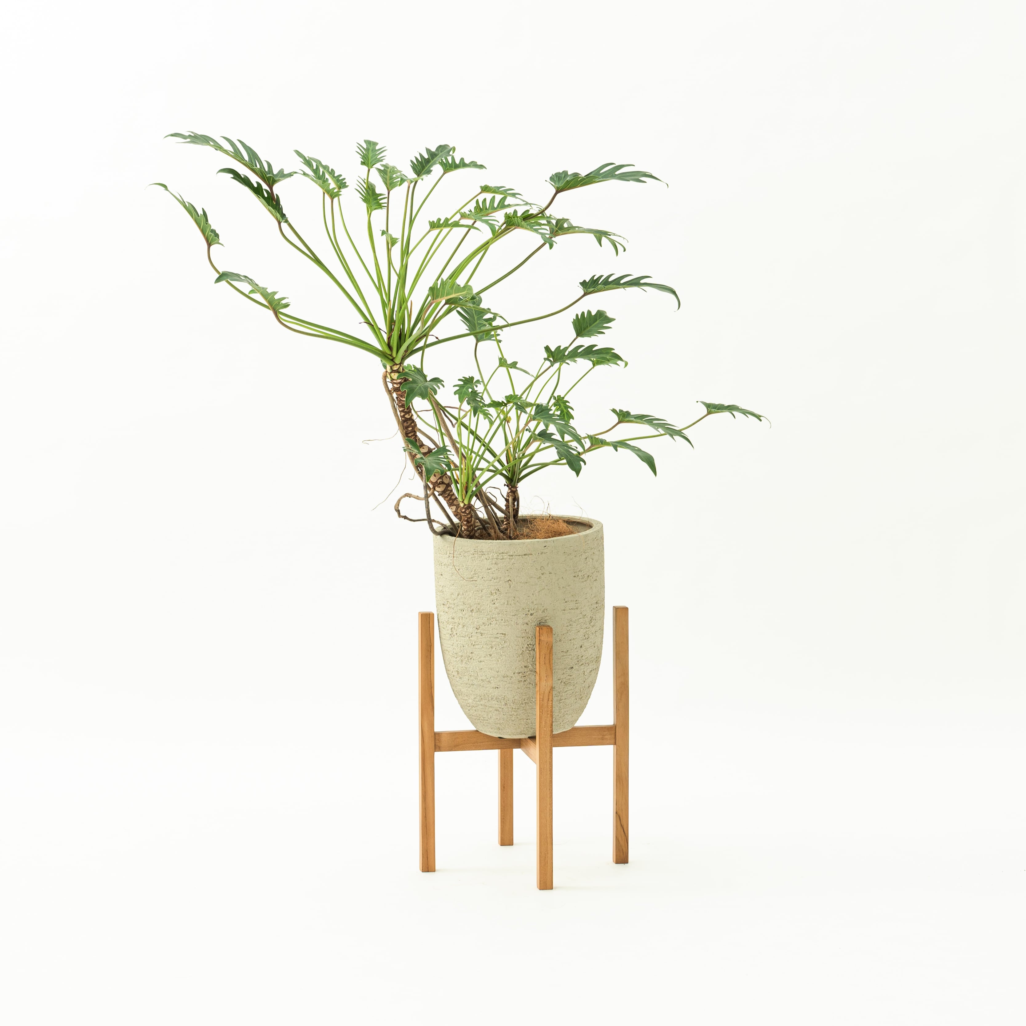 クロスプランタースタンド M | FRONT PAGE NEWS | 家具・インテリア