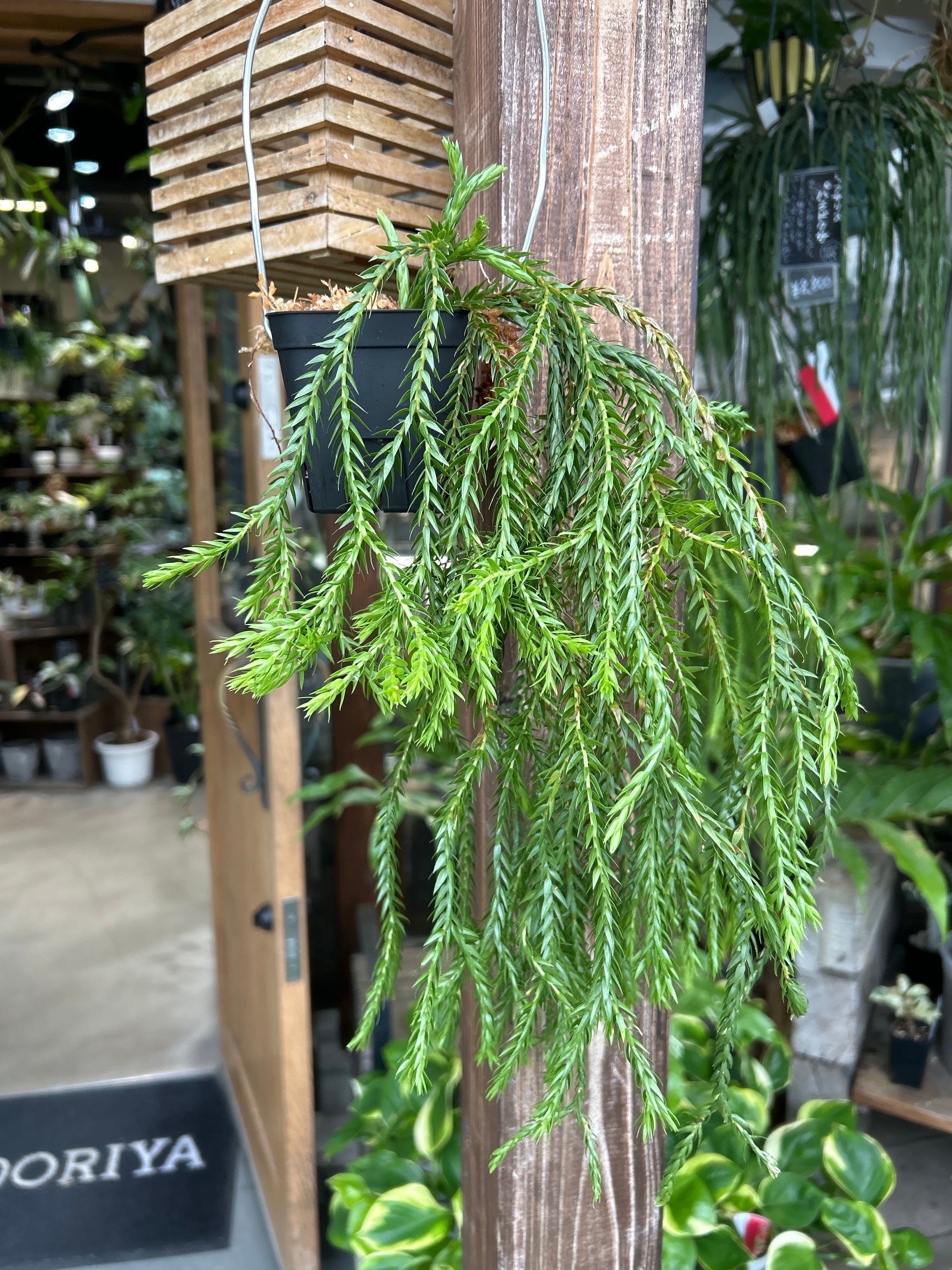 フペルジア カリナータ ドワーフ | MIDORIYA 観葉植物専門店