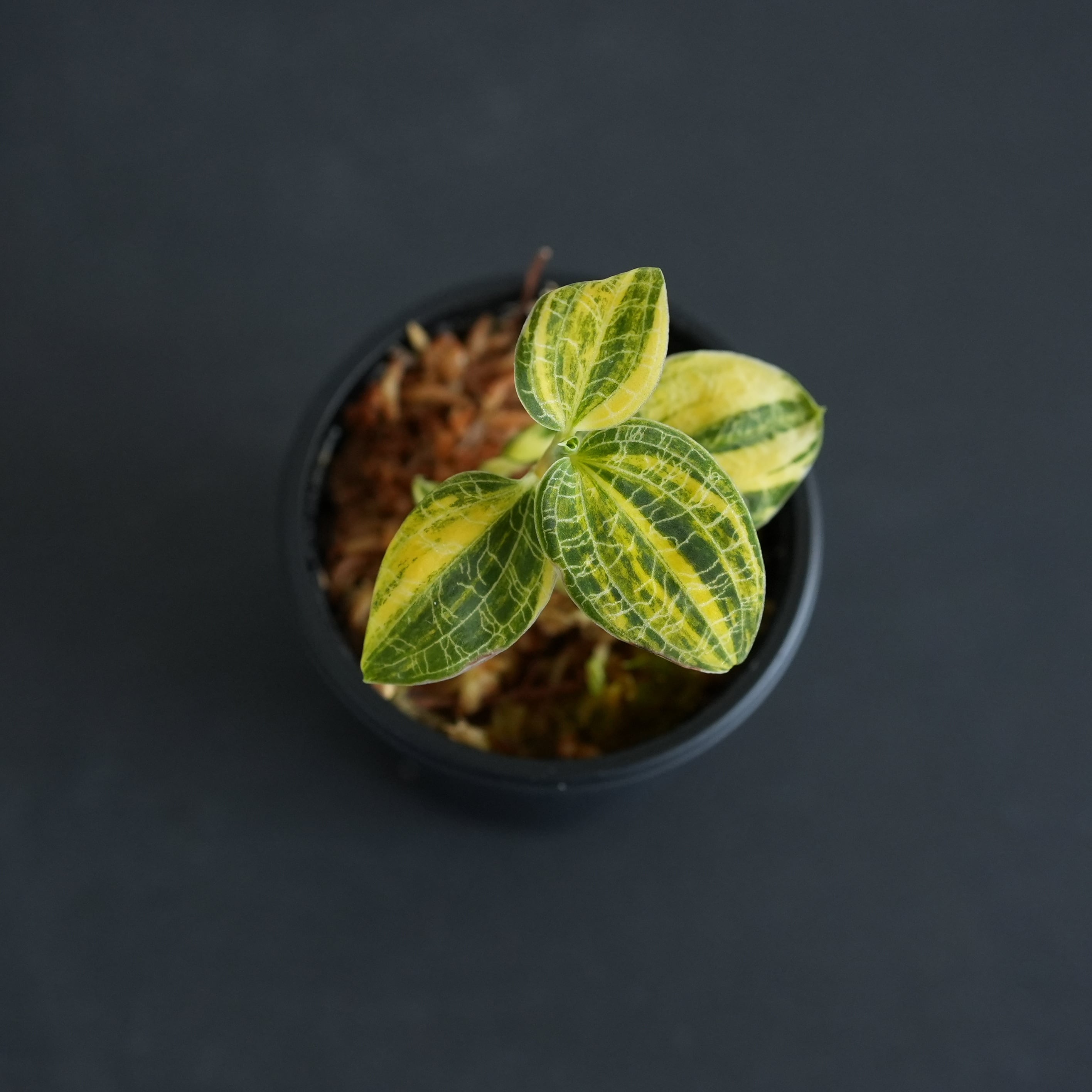 ◆現品◆マコデスペトラ 斑入り【ジュエルオーキッド宝石蘭/石崎バイオ】#901
