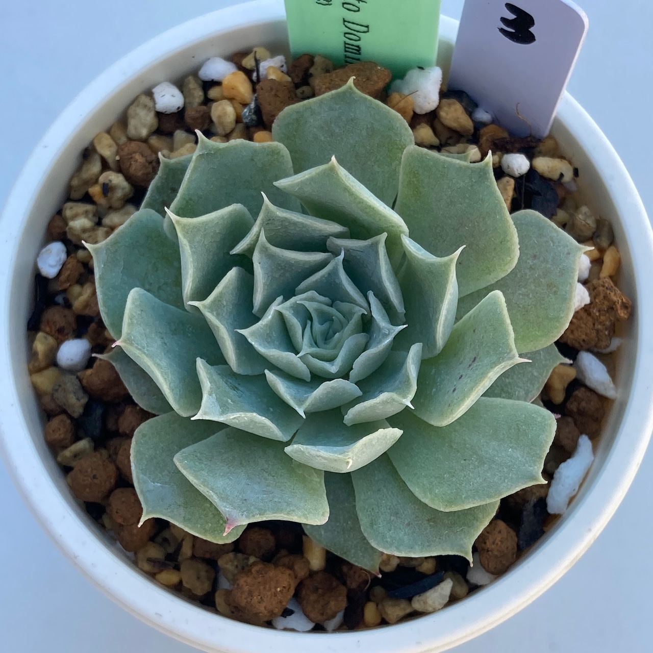【現物商品】ECHEVERIA hyalina,Santo Domingo ③ 原種 実生苗