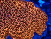 初輸入 SelectionBaliShip Goniopora ShortTentacle FromMakassar ToxicRed 6