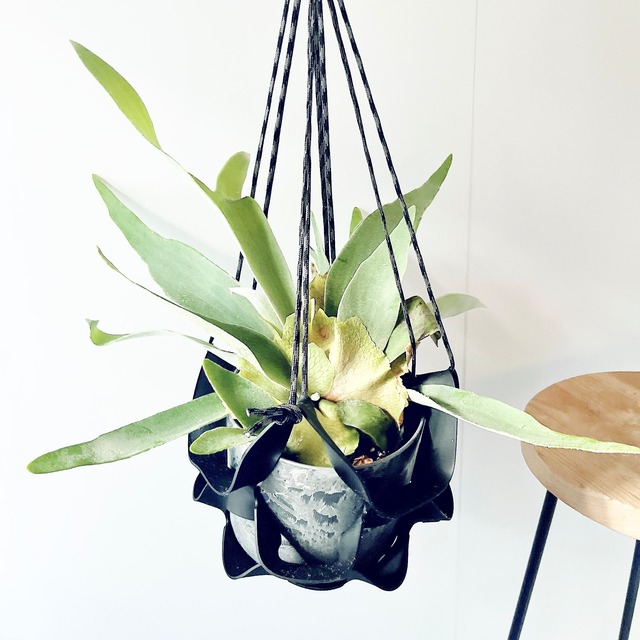 ビカクシダ  ヴィーチー （コウモリラン） アートストーンポット＆ハンギングラバー calm cafe