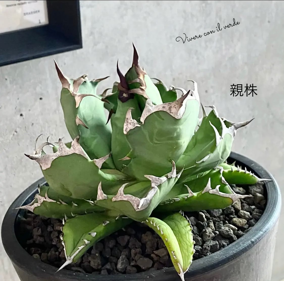 agave titanota No1 子株/アガベ チタノタ ナンバーワン 子株【観葉 ...