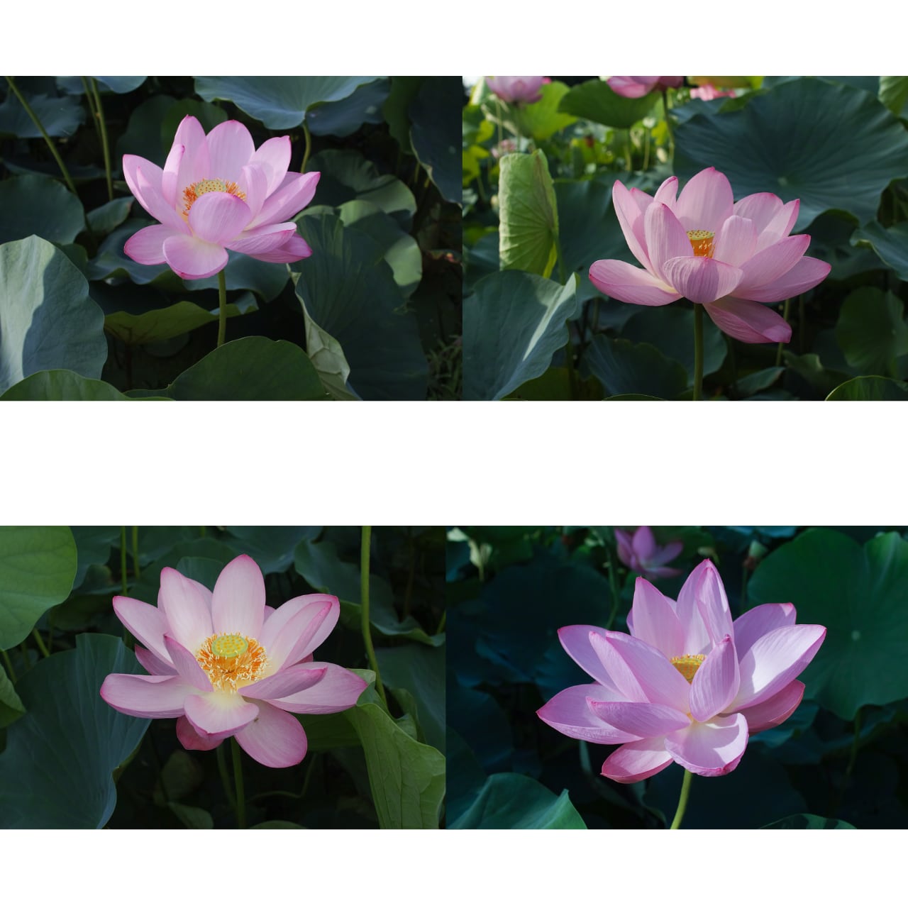 デジタル写真素材「古代蓮の開花・1」横置き 4枚組 商用可